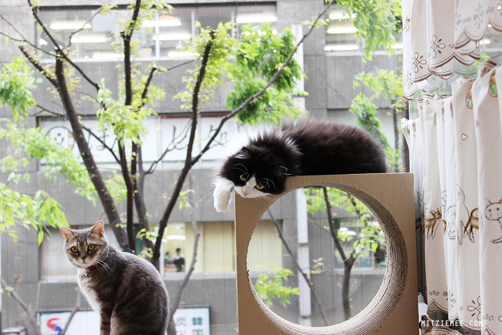 Hapi Neko, Cat cafe in Tokyo