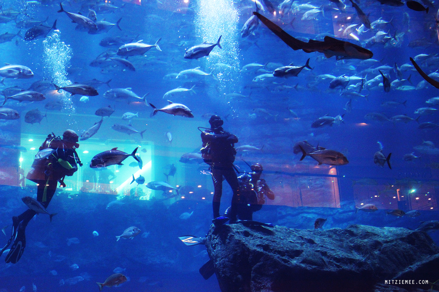 Det store akvarie i Dubai Mall
