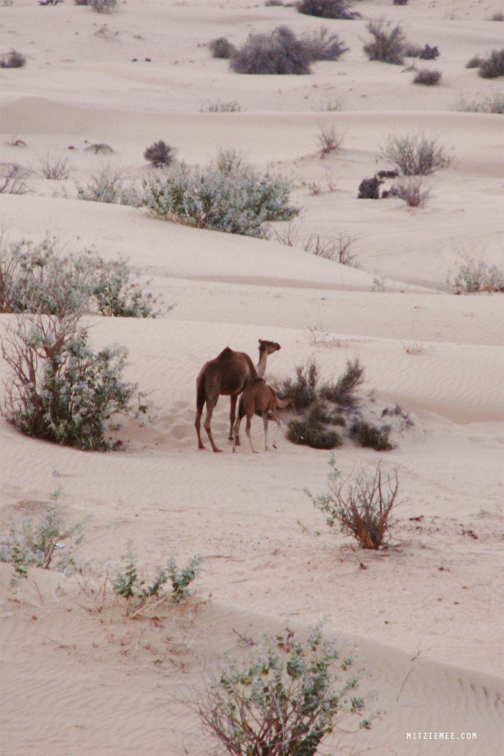 Dubai ørken