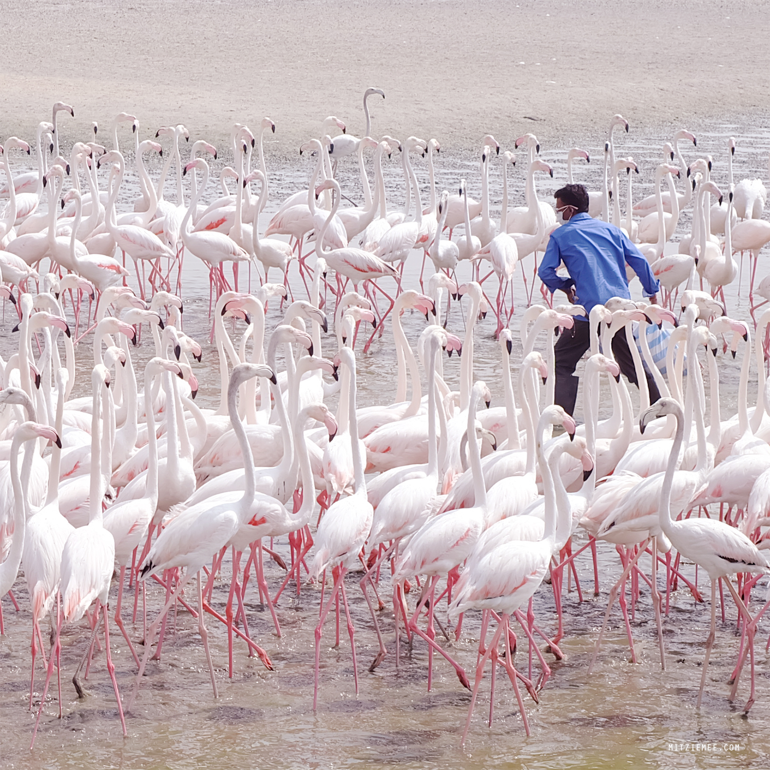 Flamingos at Ras Al Khor Wildlife Sanctuary, Dubai