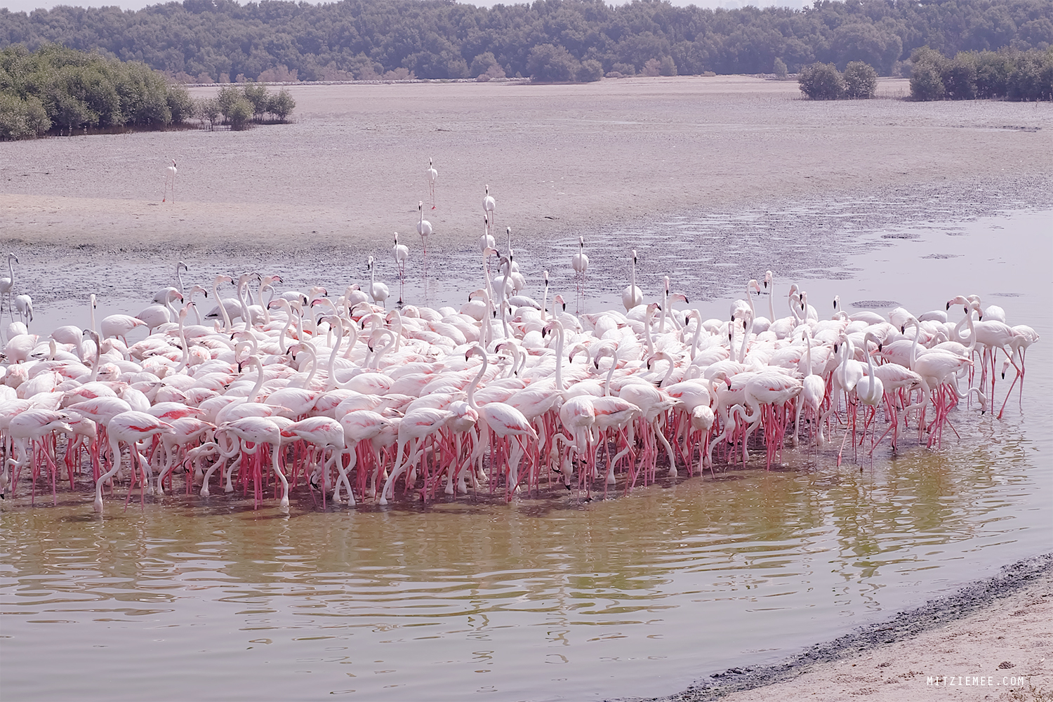 Flamingos at Ras Al Khor Wildlife Sanctuary, Dubai