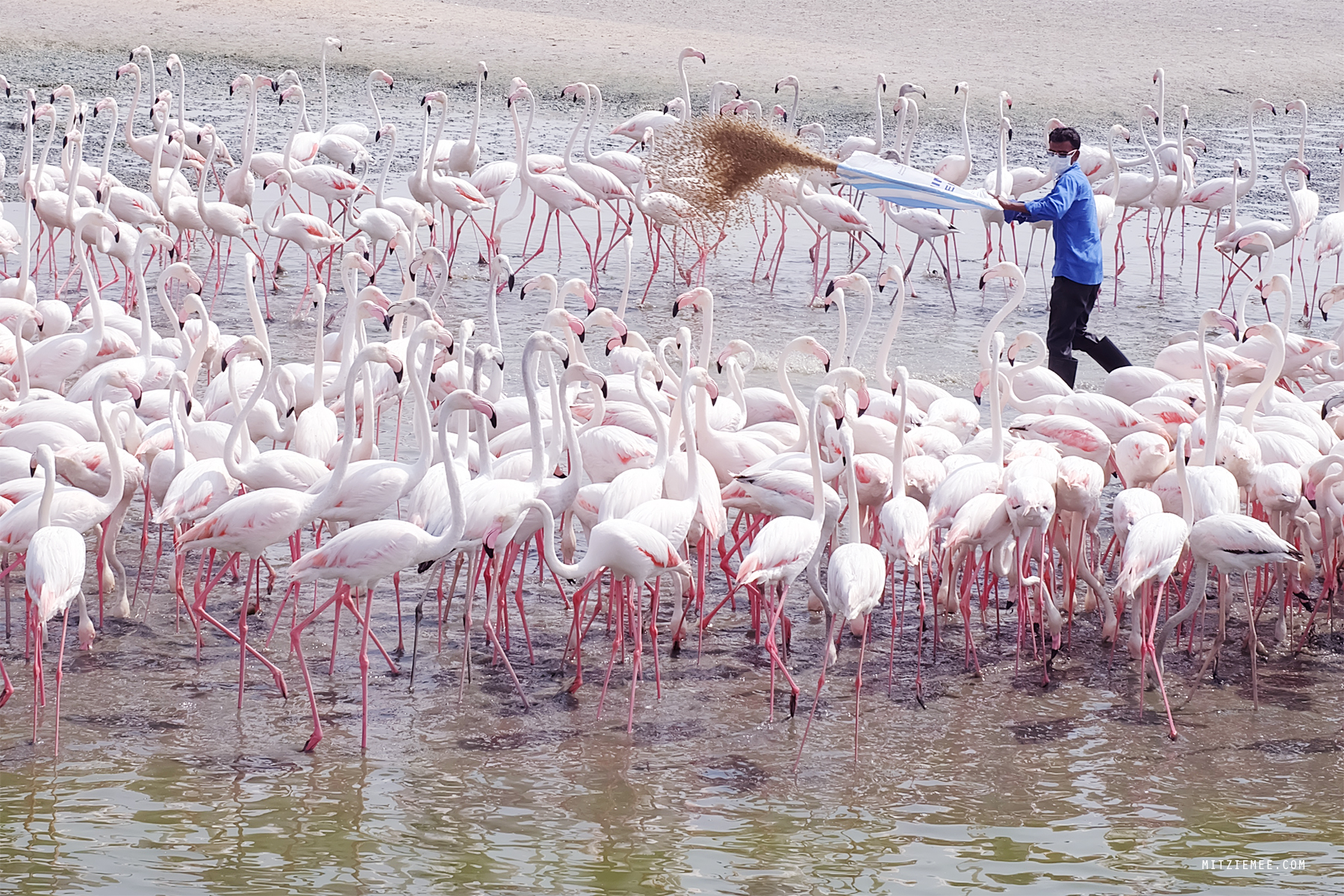 Flamingoer i Ras Al khor