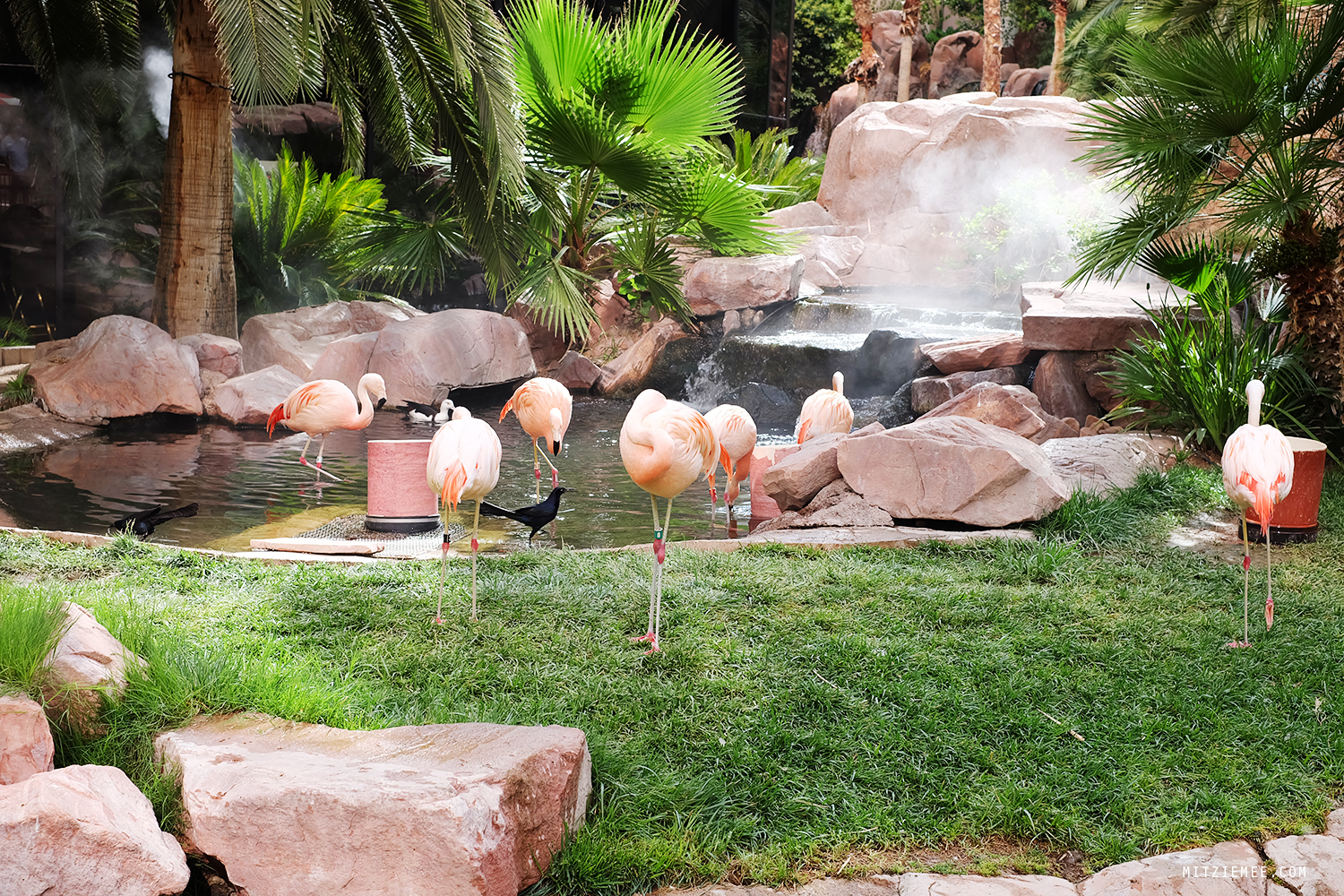 Flamingo Wildlife Habitat, Las Vegas
