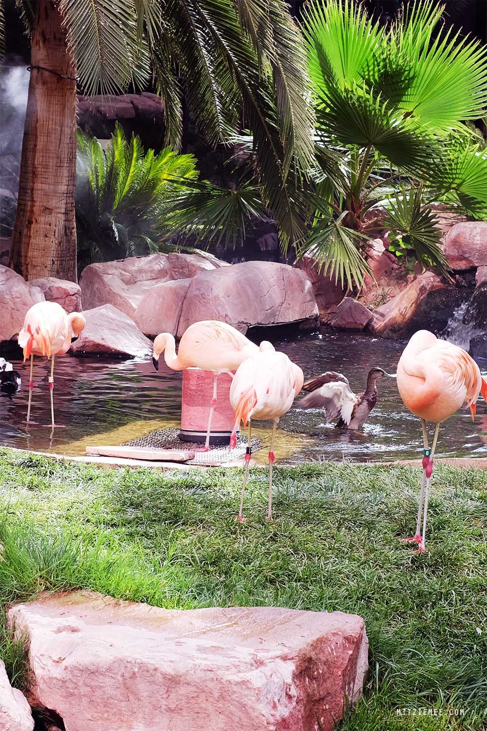 Flamingo Wildlife Habitat, Las Vegas