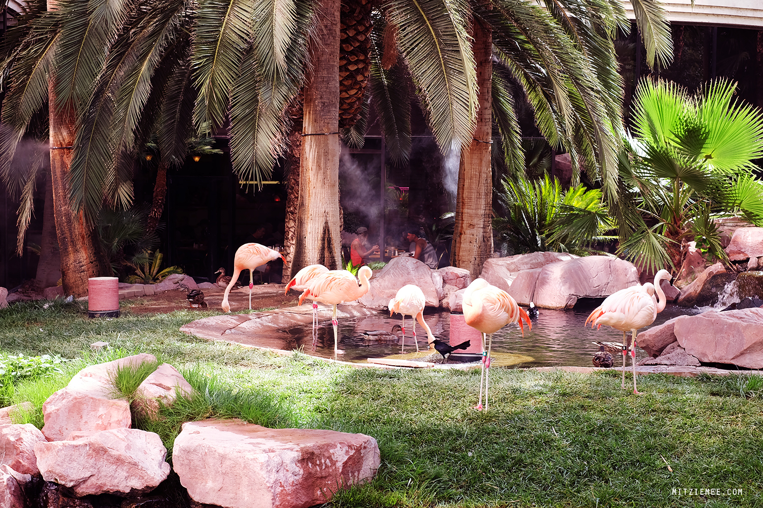 Wildlife Habitat på Flamingo i Las Vegas