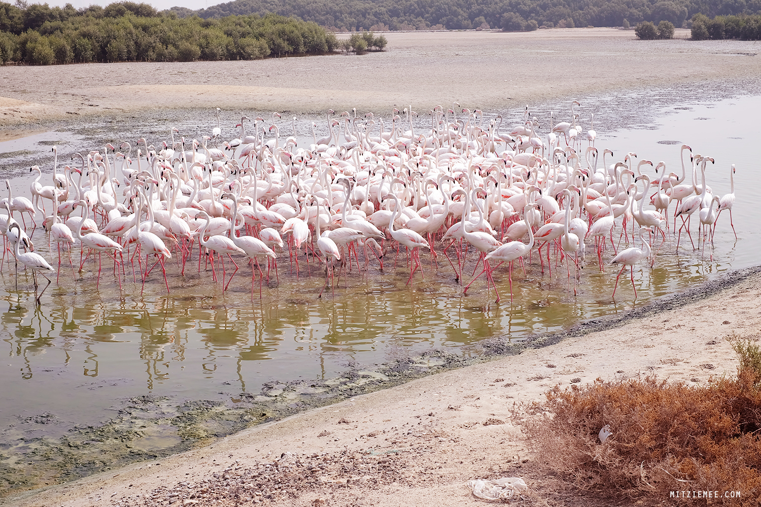 Flamingos in Dubai