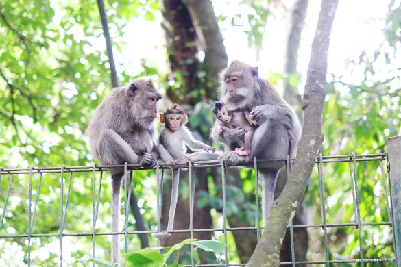Monkey Forest i Ubud, Bali