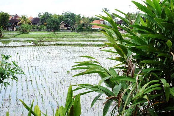 Cafe du Monyet i Ubud, Bali