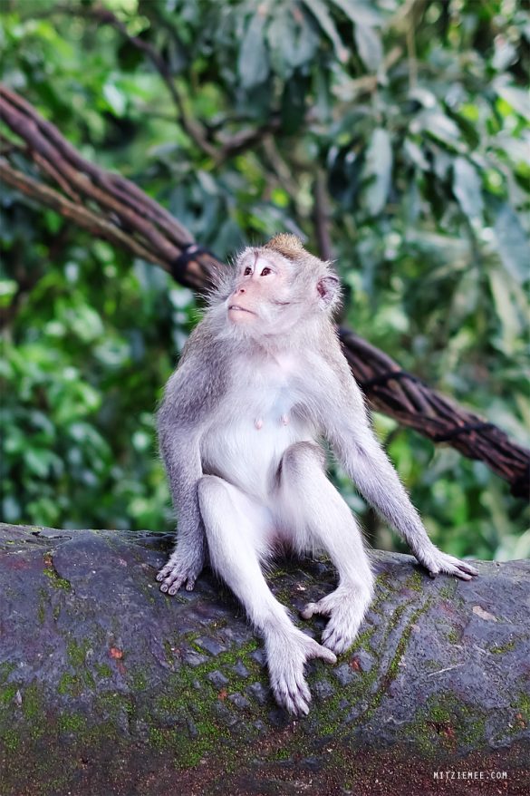 Monkey Forest i Ubud, Bali