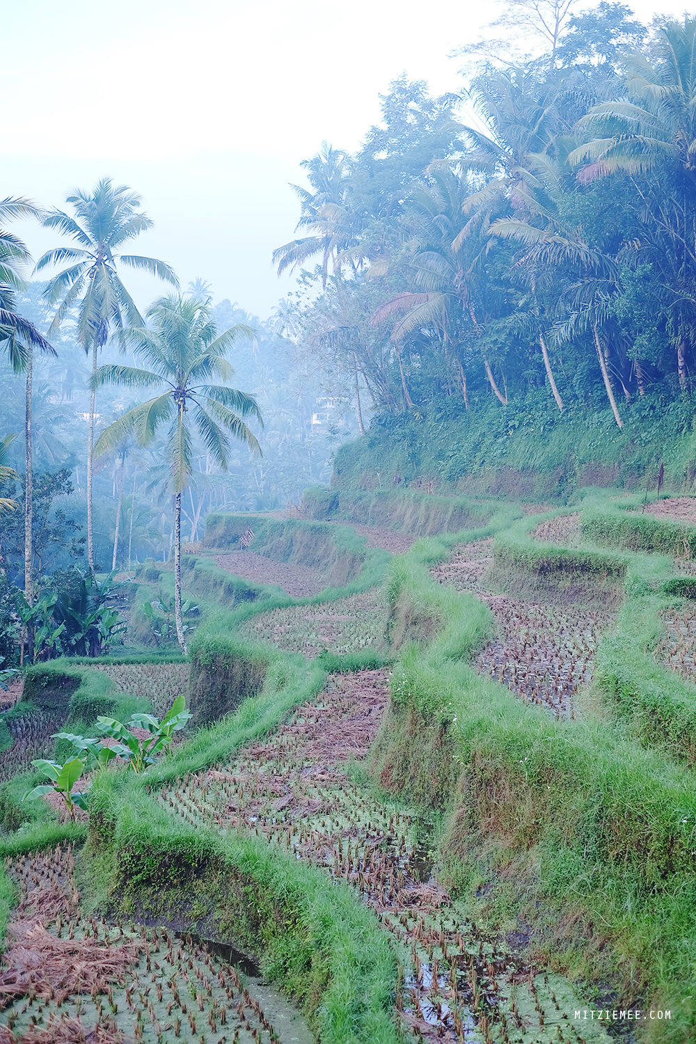 Tegallalang rice terraces, Bali