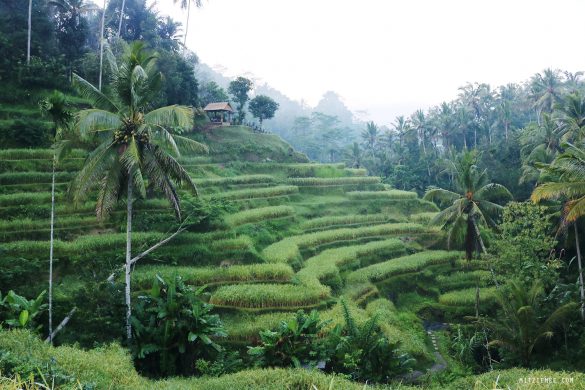 Tegallalang Rice Terraces - Ubud - Bali Blog - Mitzie Mee