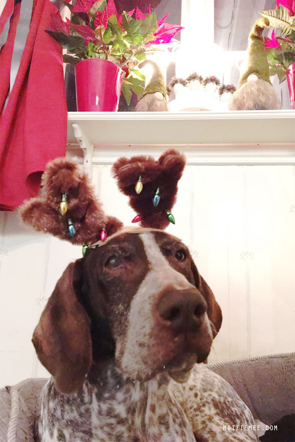 Dog dressed as reindeer