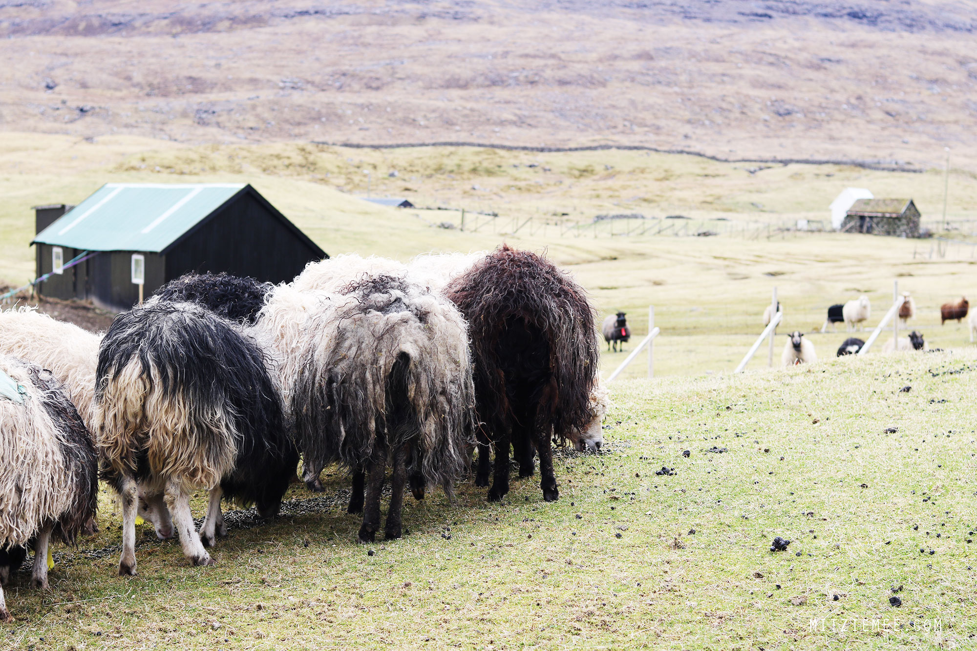 Faroese sheep, Faroe Islands