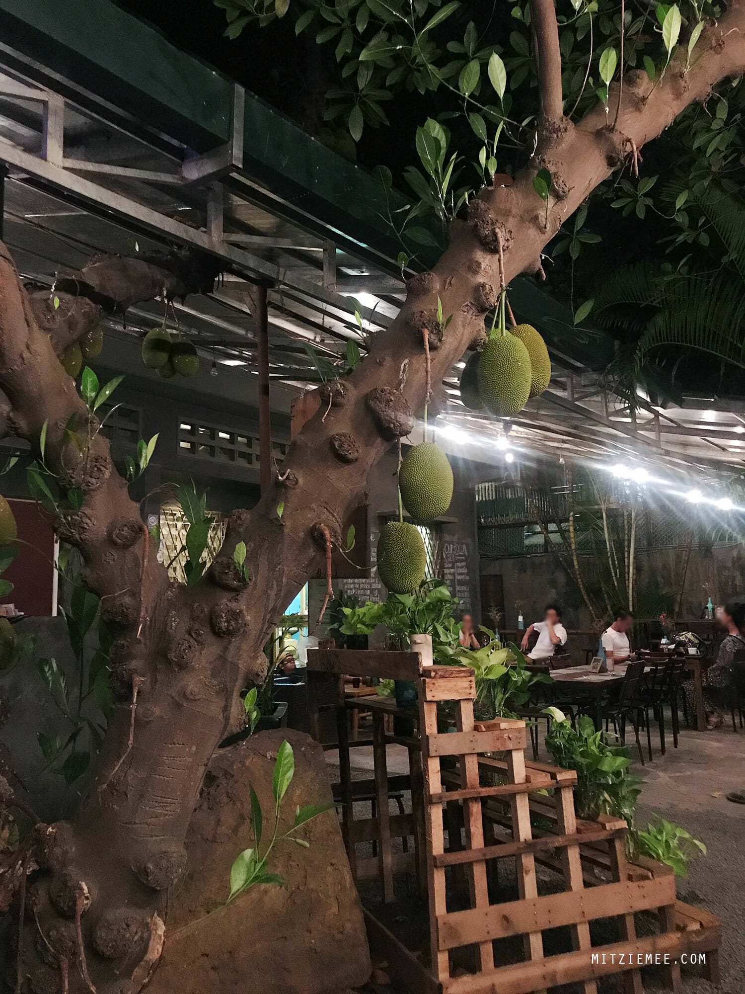 Jackfruit tree, Farm to Table Restaurant, Phnom Penh