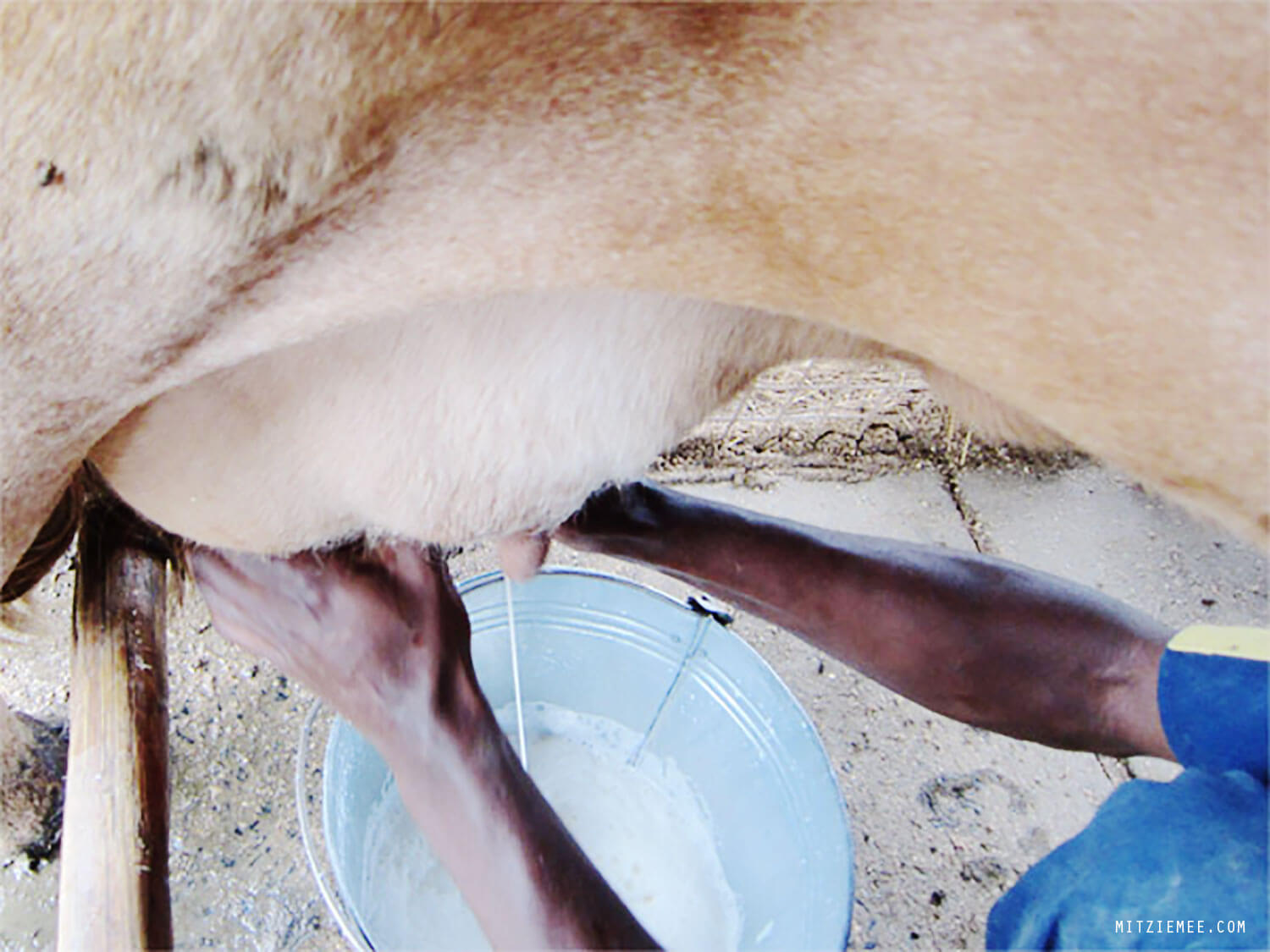 Milking the cows at St. Mary's Hospital in Elementaita