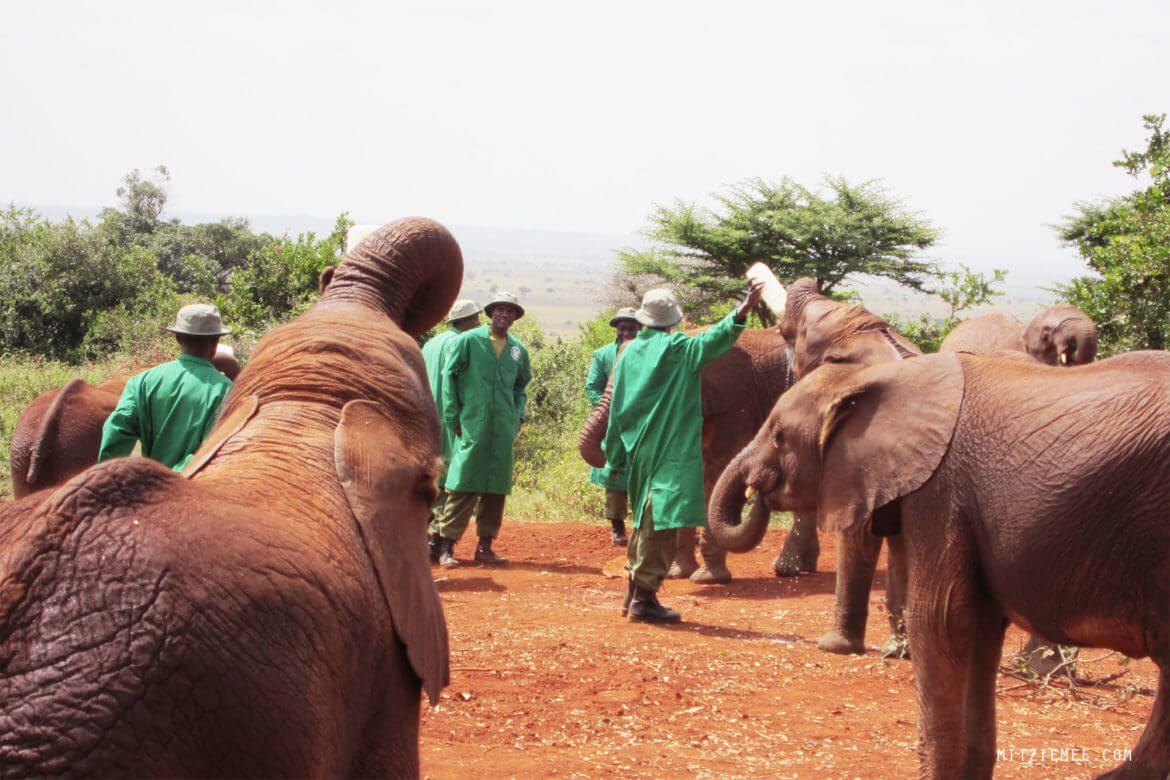 Elephant Nursery The Sheldrick Wildlife Trust in Nairobi Kenya Blog