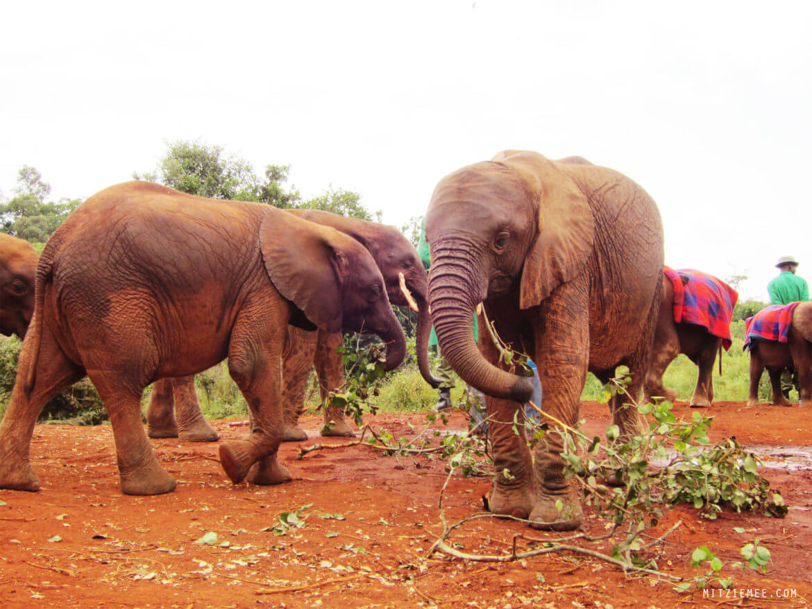 Elephant Nursery The Sheldrick Wildlife Trust in Nairobi Kenya Blog