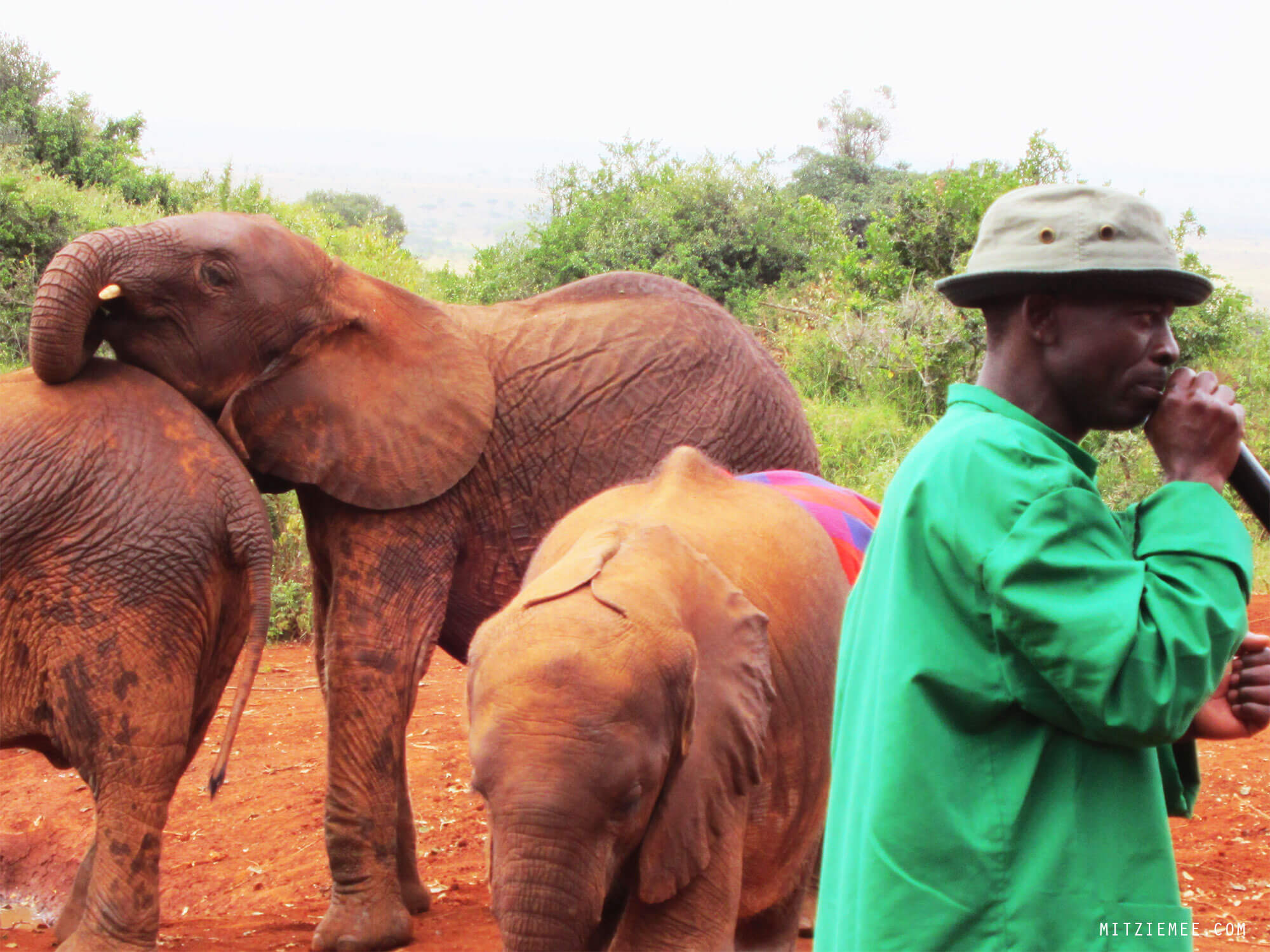 The Sheldrick Wildlife Trust Elephant Nursery in Nairobi