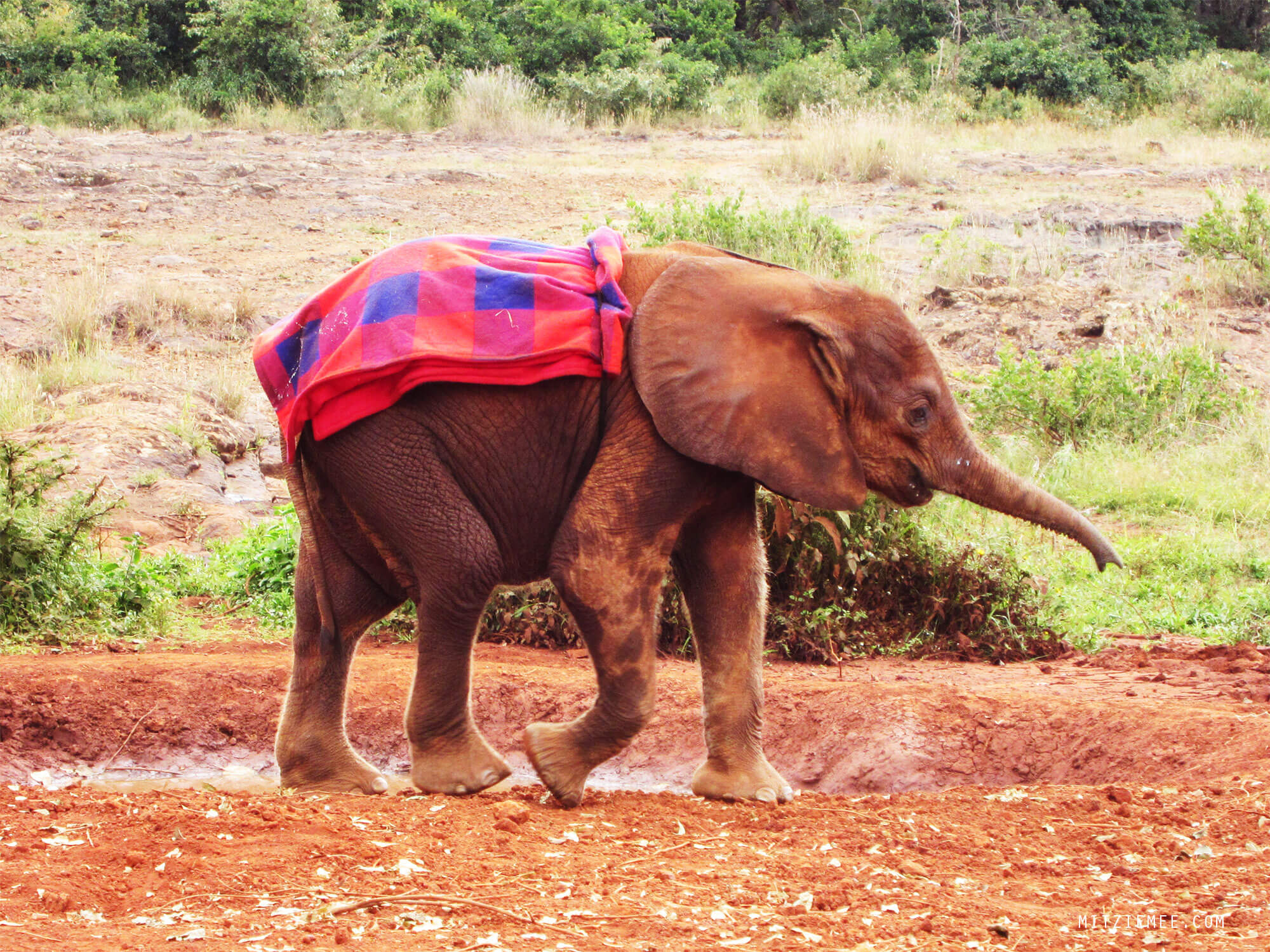 Baby elephant at the Sheldrick Wildlife Trust Elephant Nursery in Nairobi