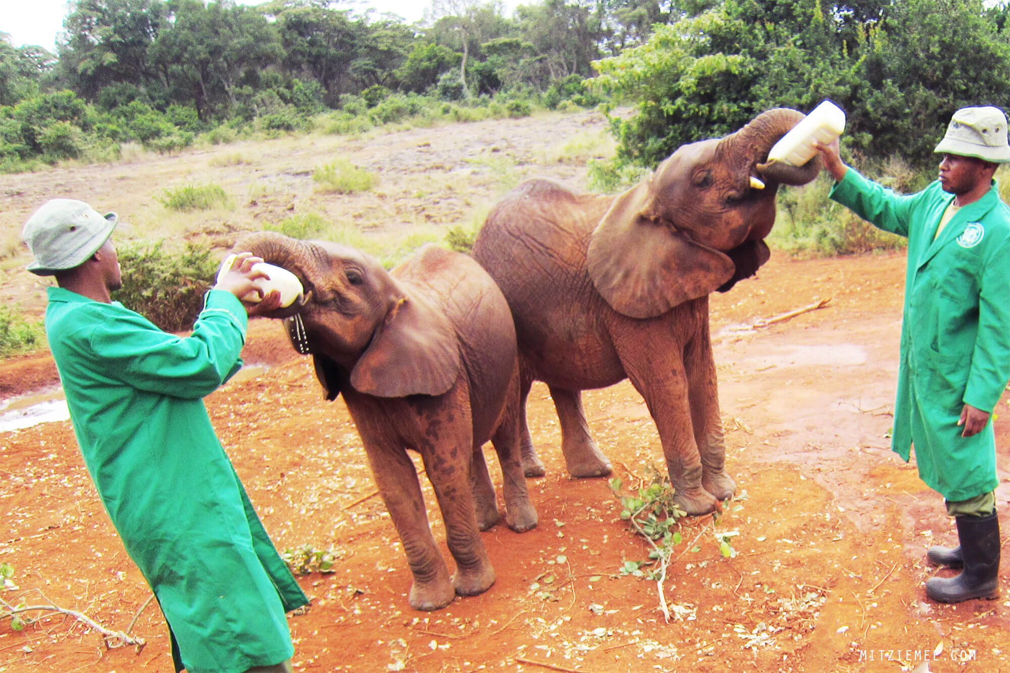 The Elephant Nursery at the Sheldrick Wildlife Trust in Nairobi