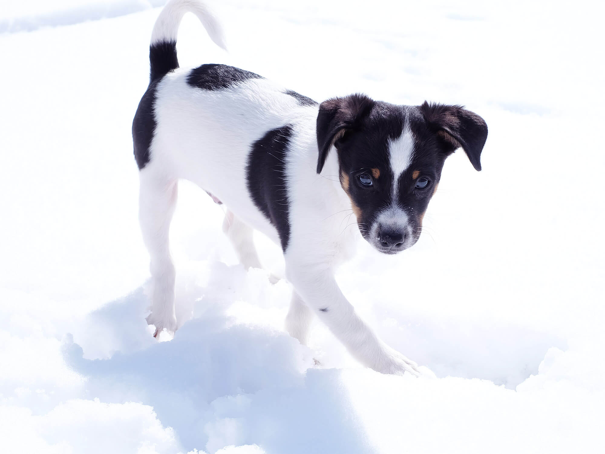 Danish Swedish Farmdog Bølle, puppy in the snow