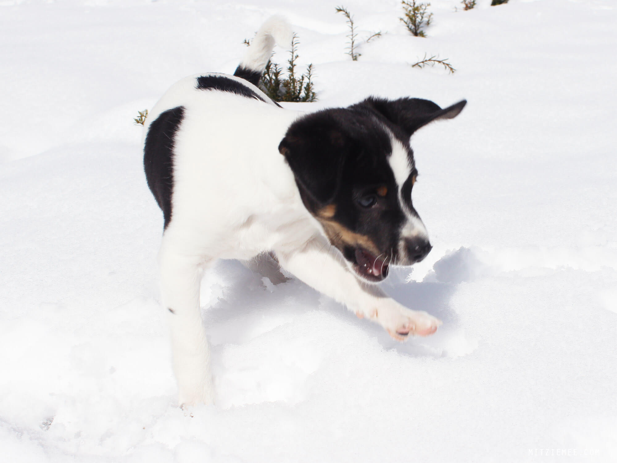 Danish Swedish Farmdog Bølle, puppy in the snow