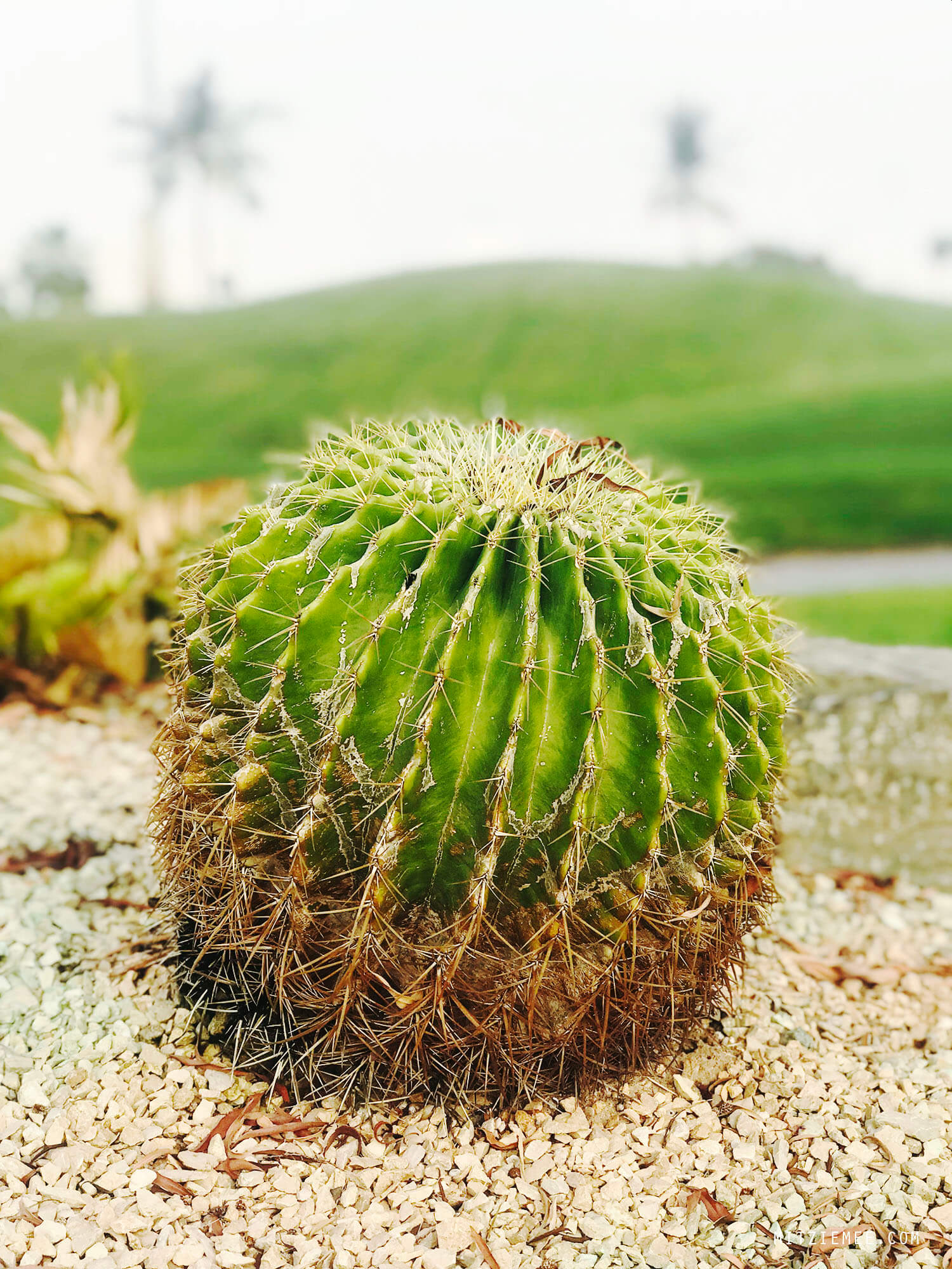 Cactus at Emirates Golf Club, Dubai