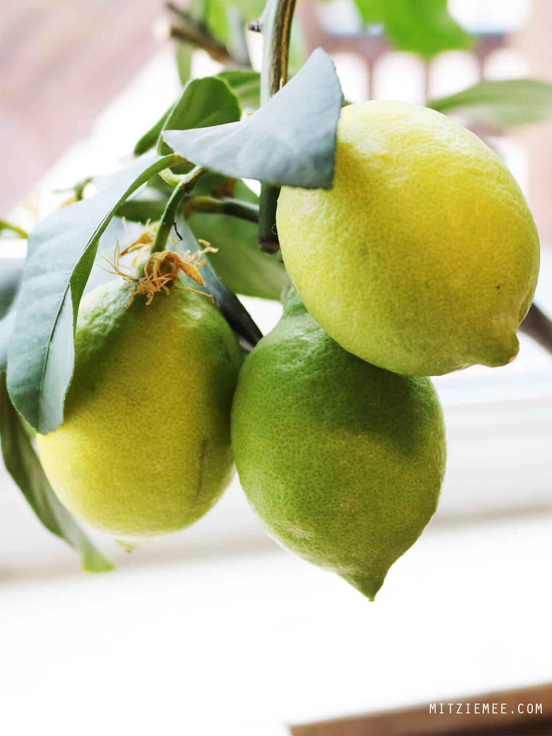 Lemon tree, homegrown lemons
