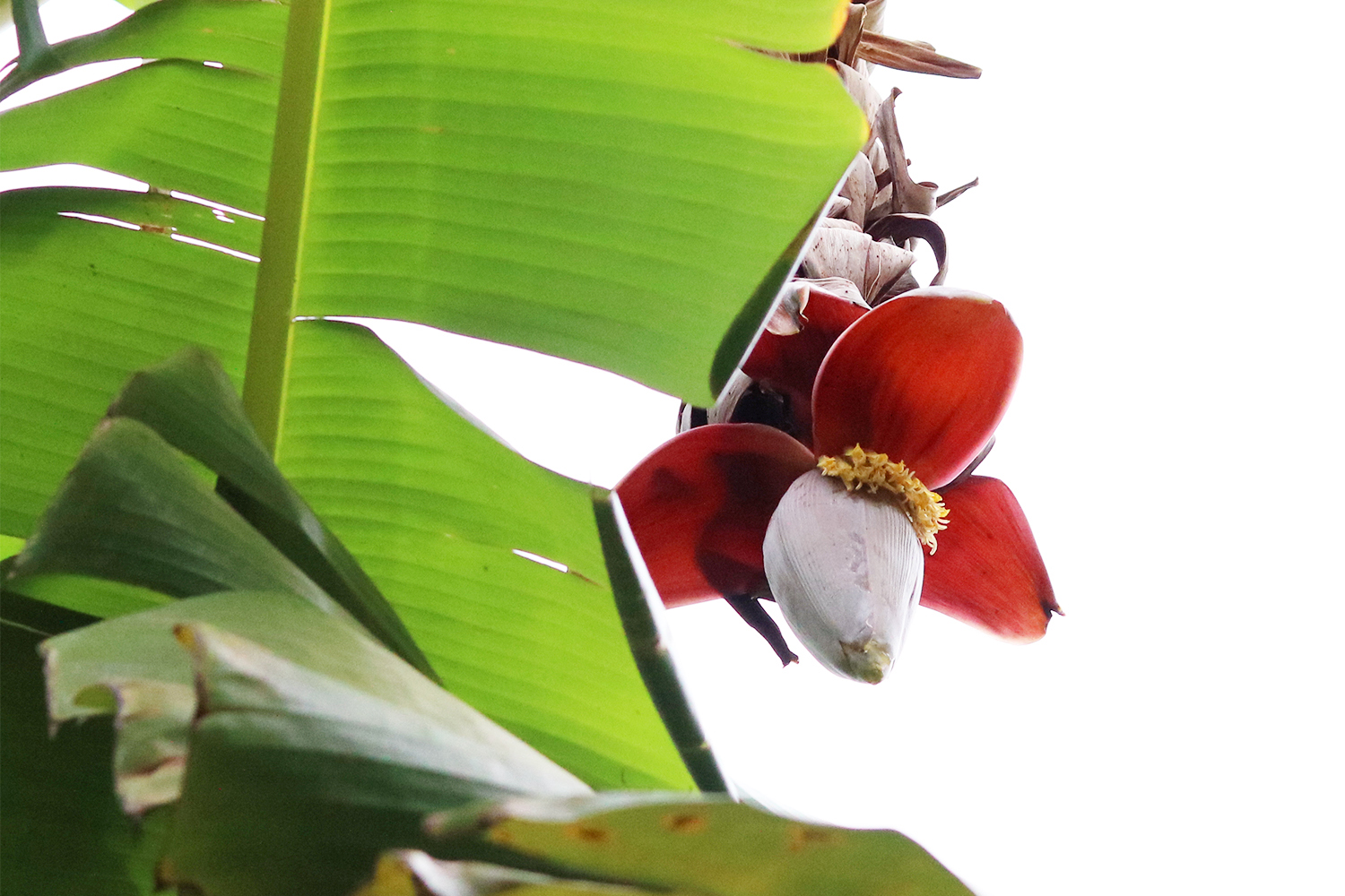 Banana Flower Crash Course: How to Prepare Banana Flower for Cooking