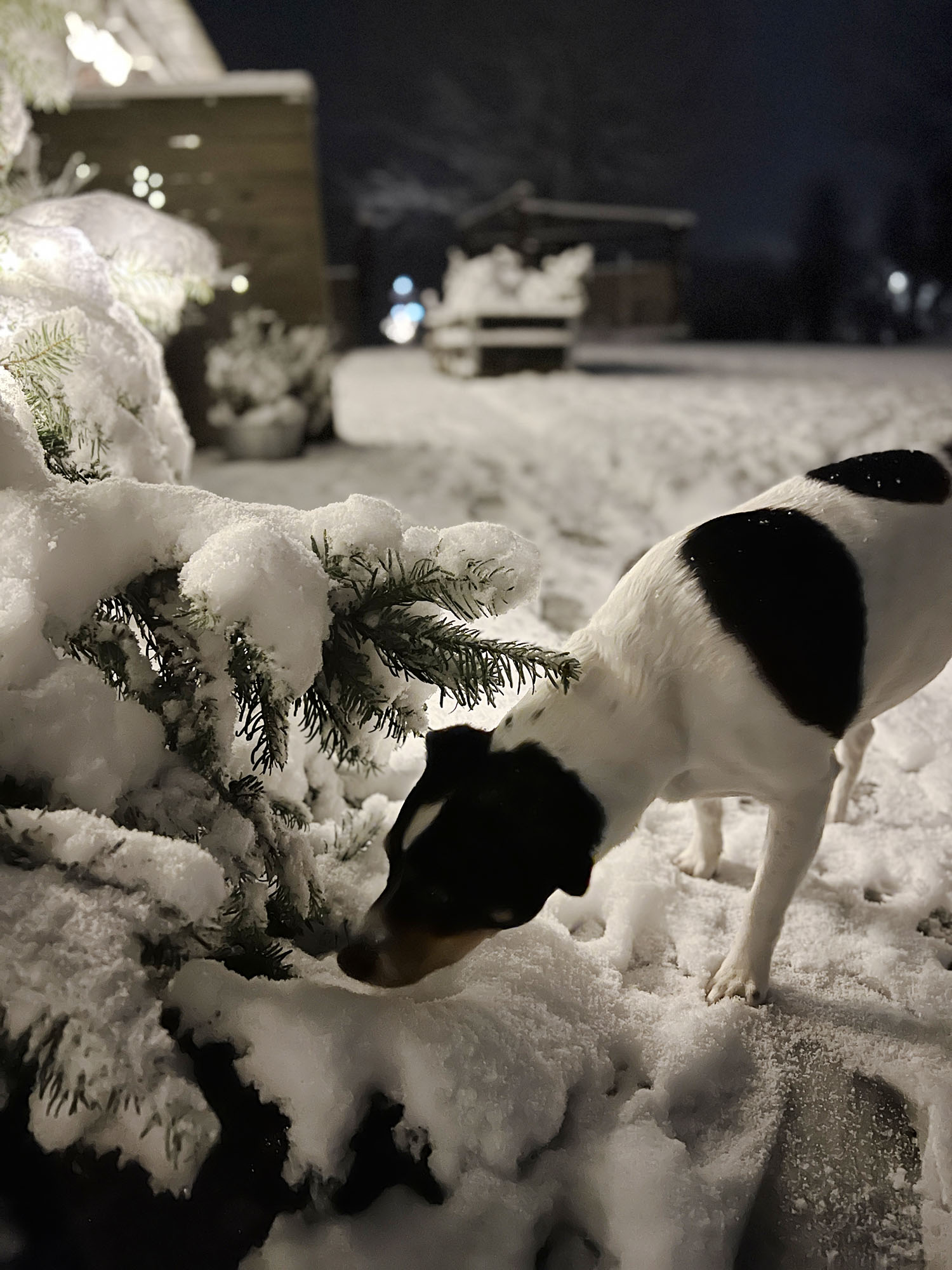 Denmark: How my family celebrates Christmas Eve