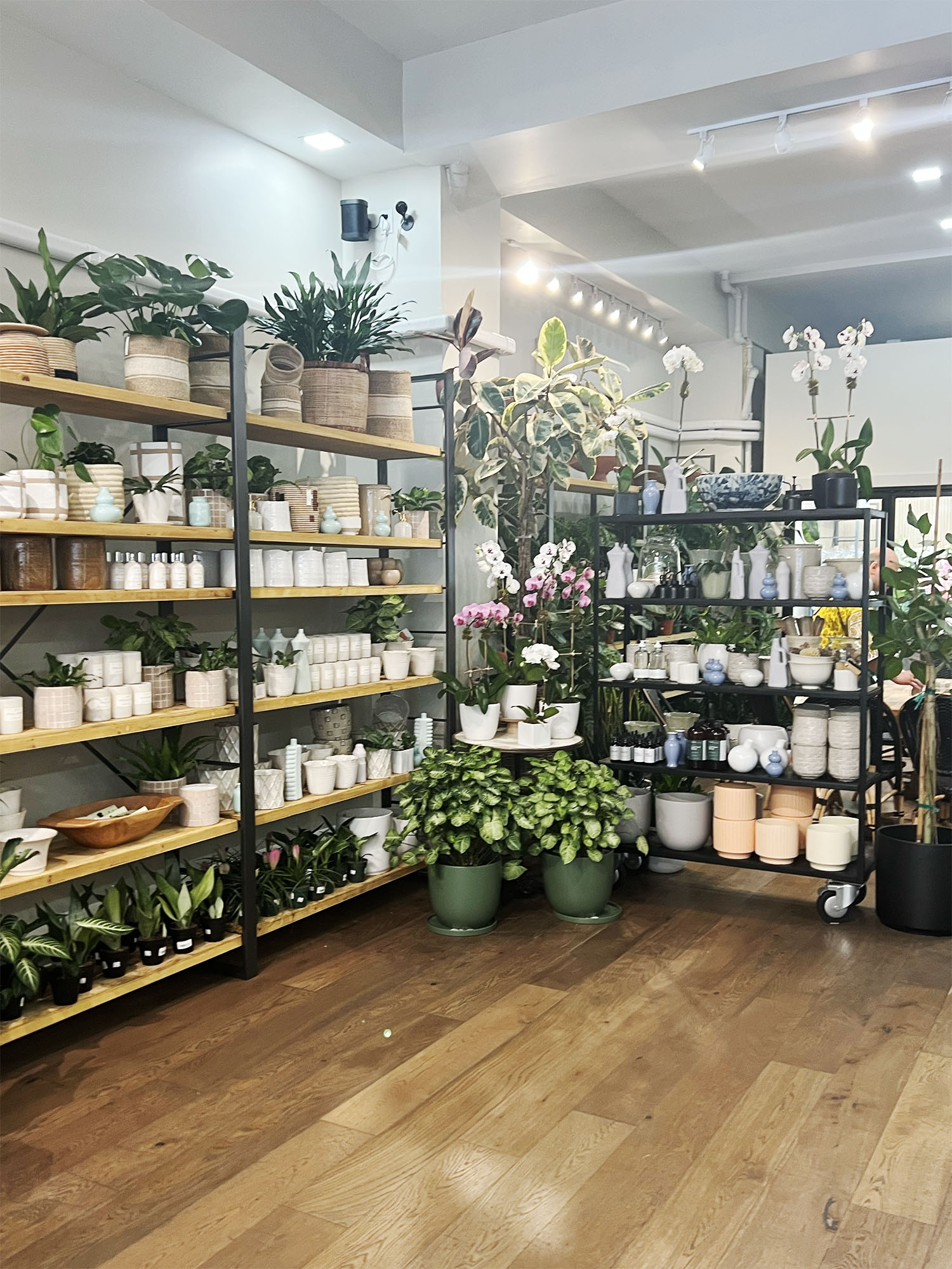 NYC: Plantshed - Matcha, Portraits and a Green Escape