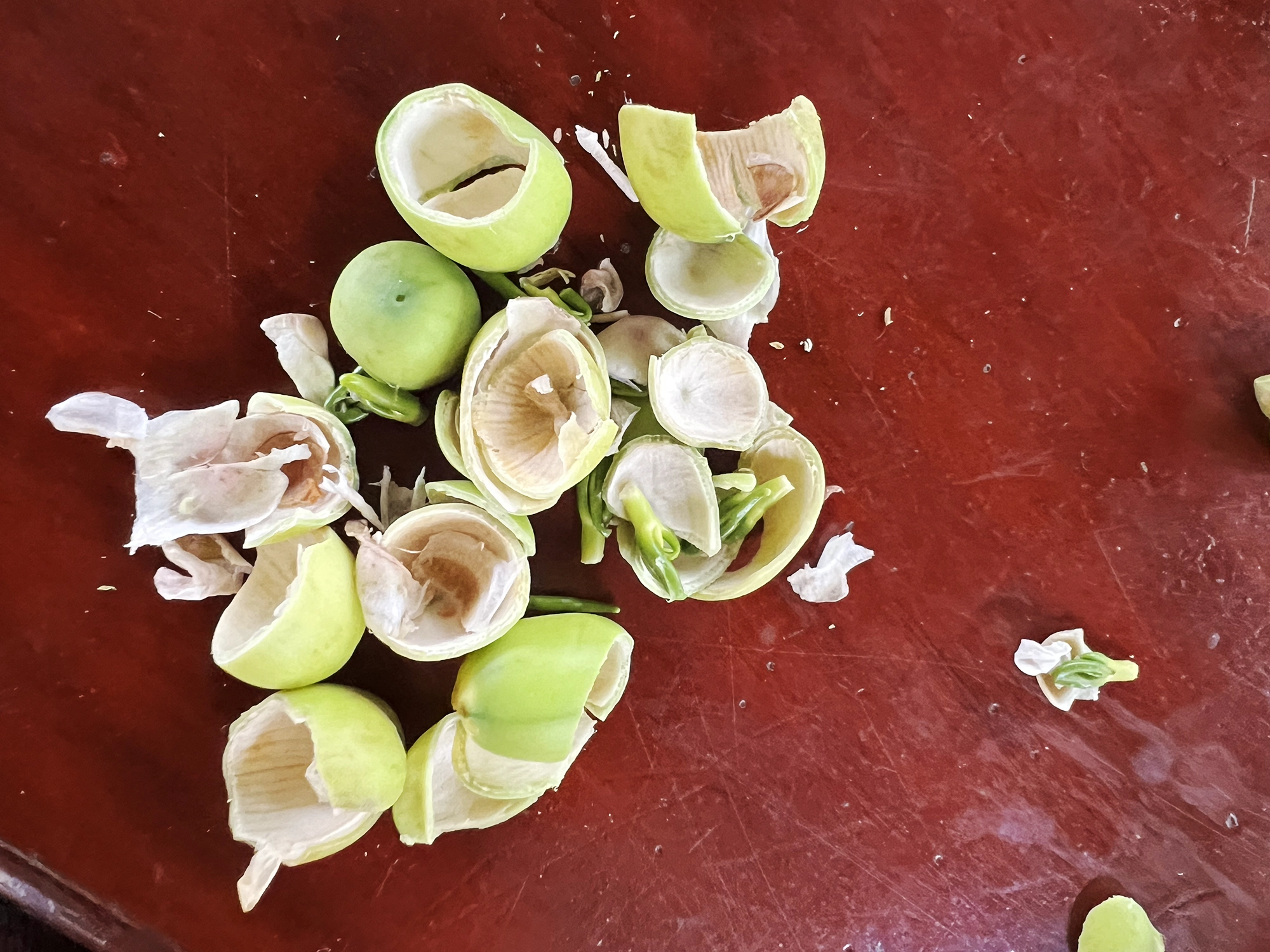 Cambodia: Fresh lotus seeds - A tasty snack from the market