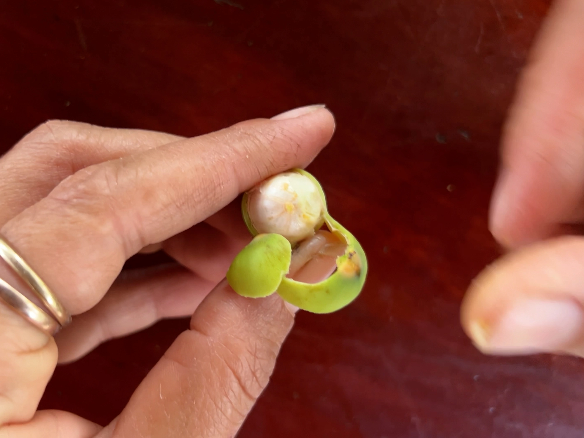 Cambodia: Fresh lotus seeds - A tasty snack from the market