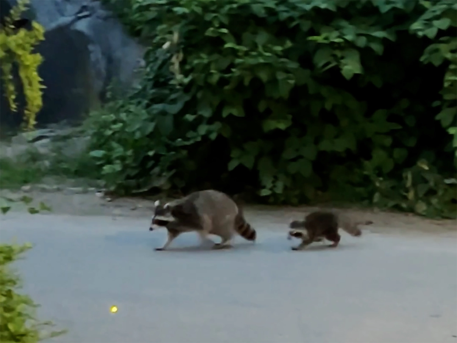 Raccoons in Central Park
