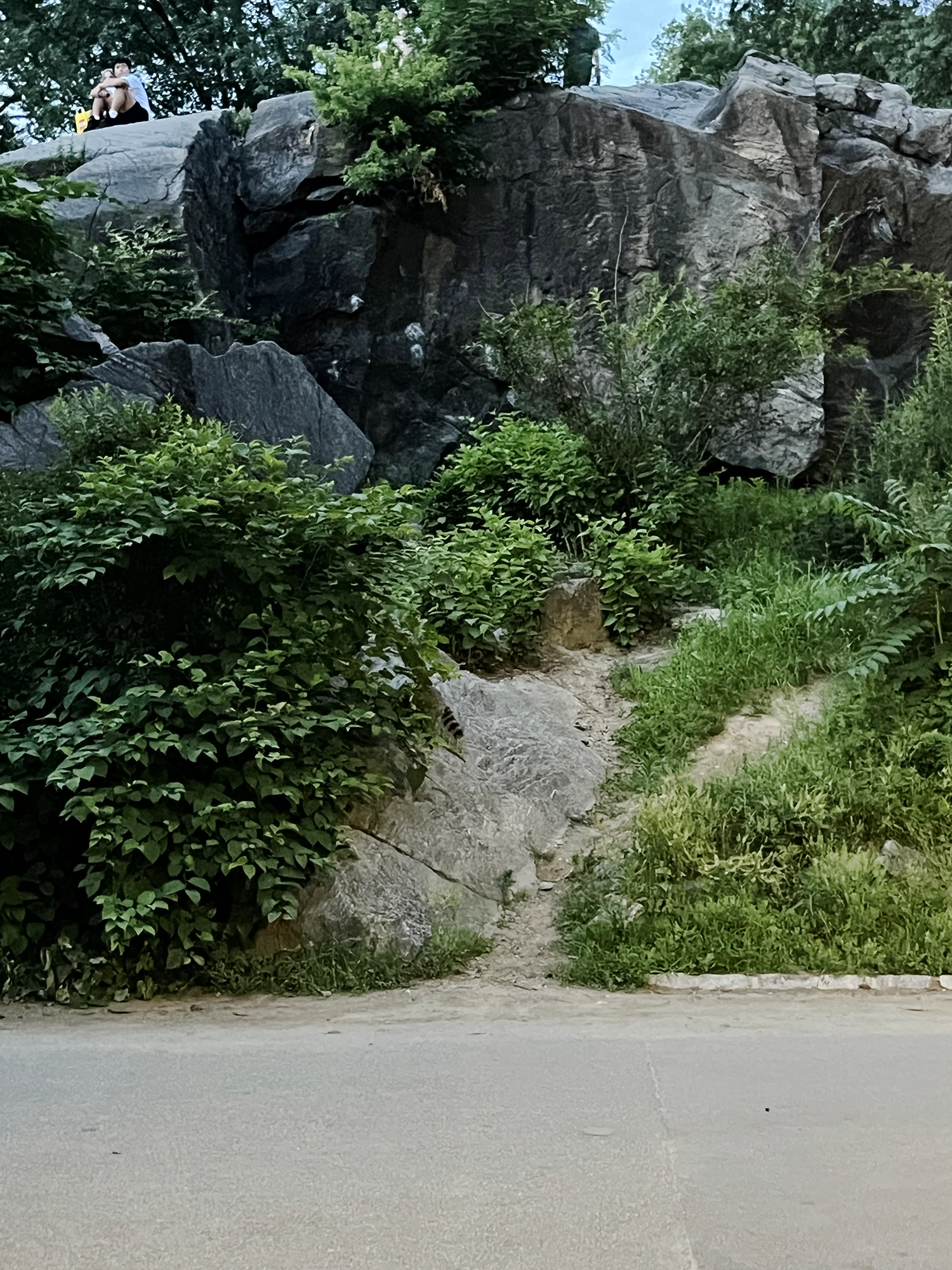 Raccoons in Central Park