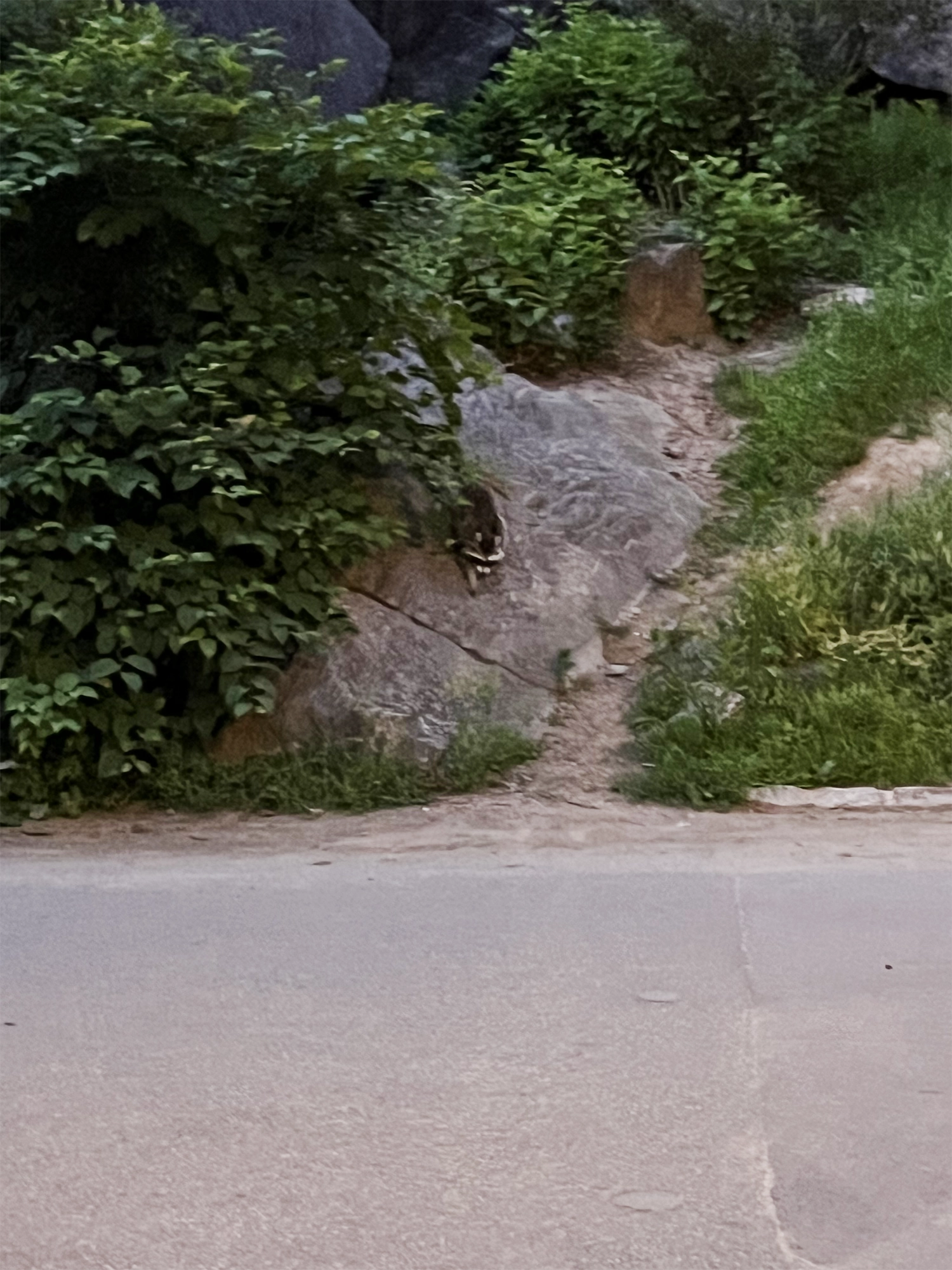 Raccoons in Central Park