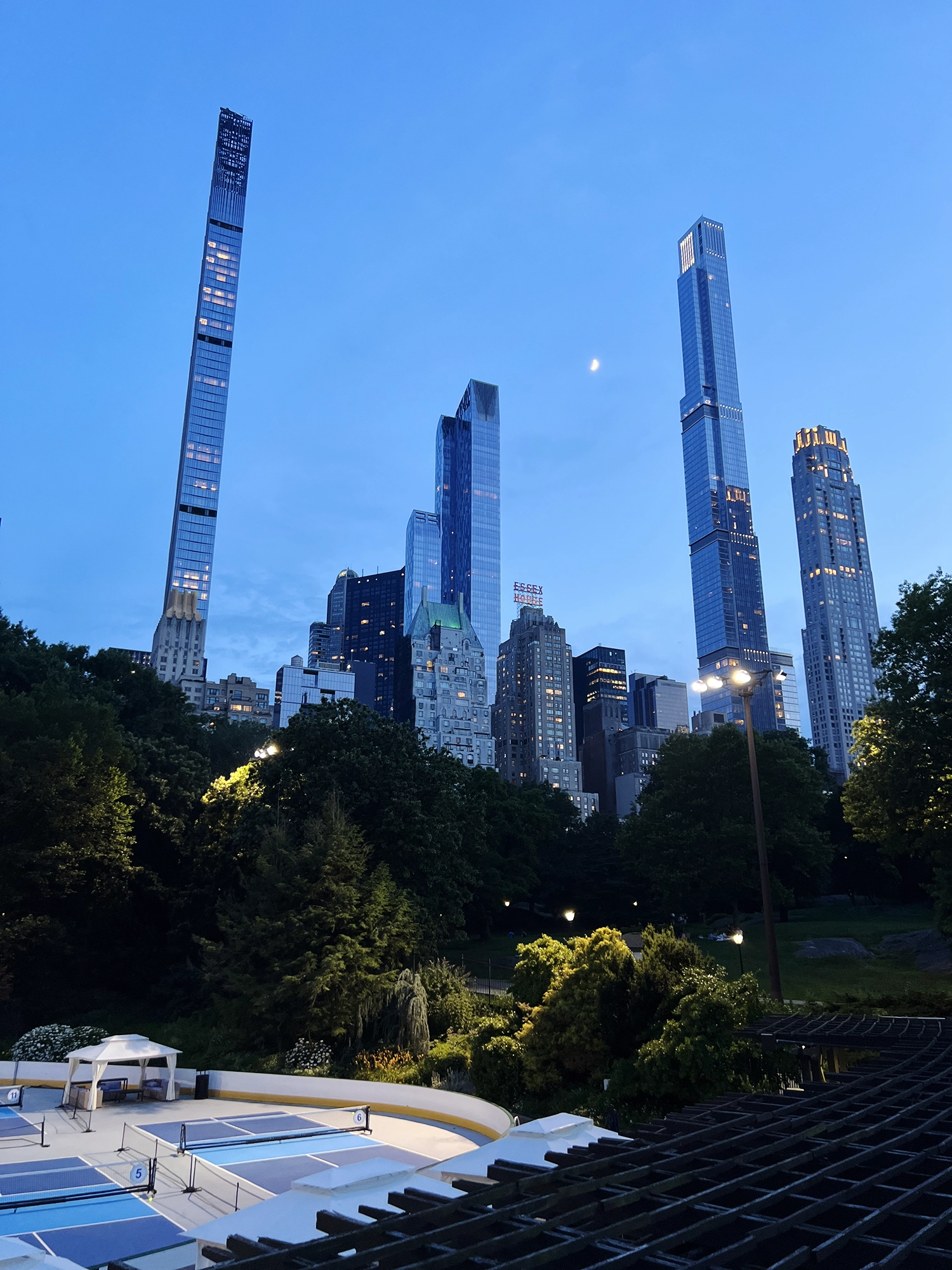 Raccoons in Central Park