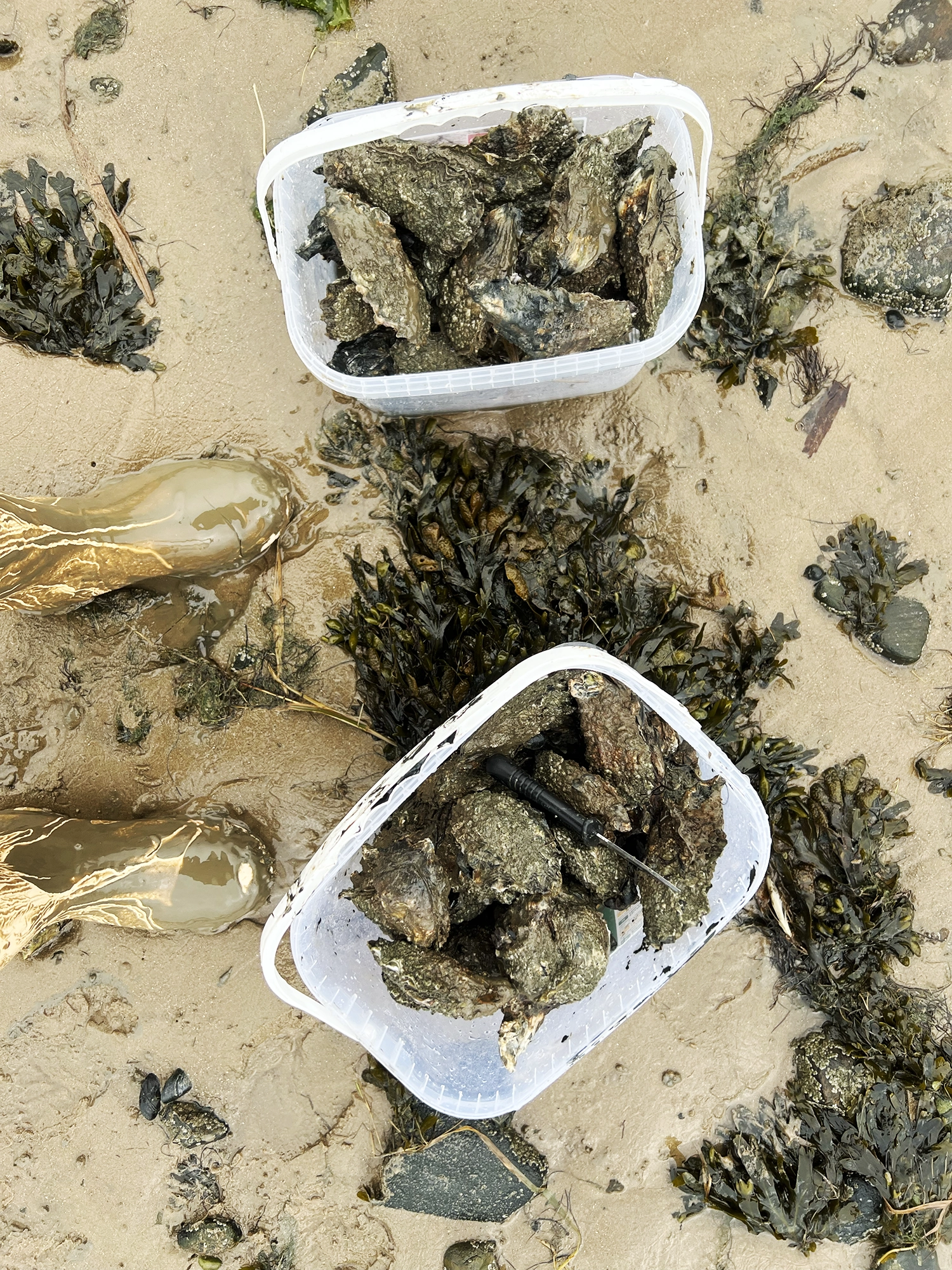 Denmark: Oyster Safari at the Wadden Sea