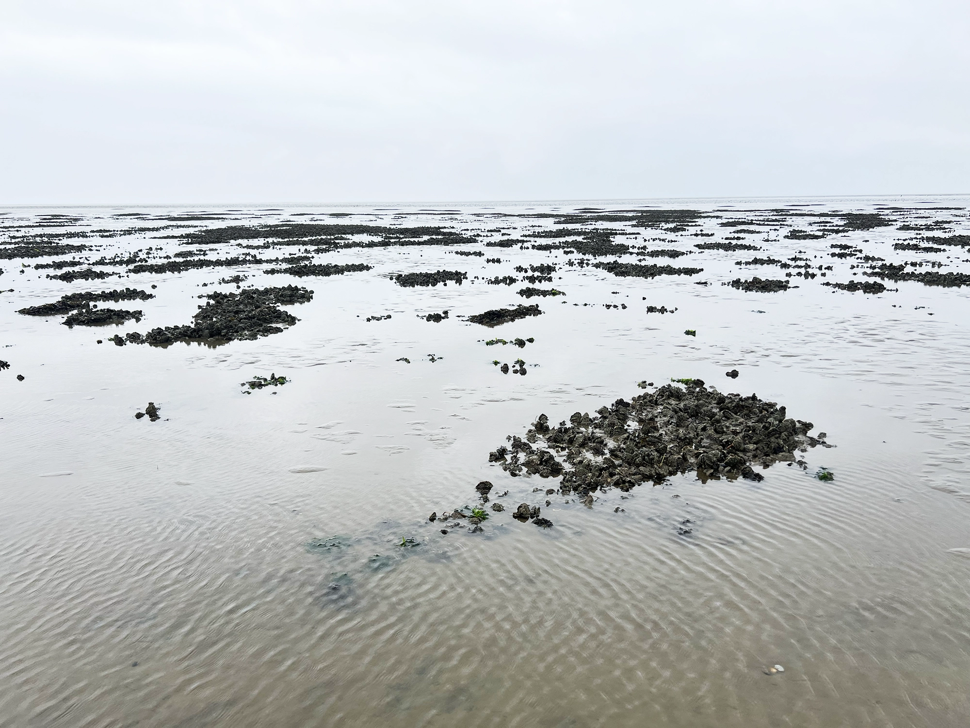 Denmark: Oyster Safari at the Wadden Sea