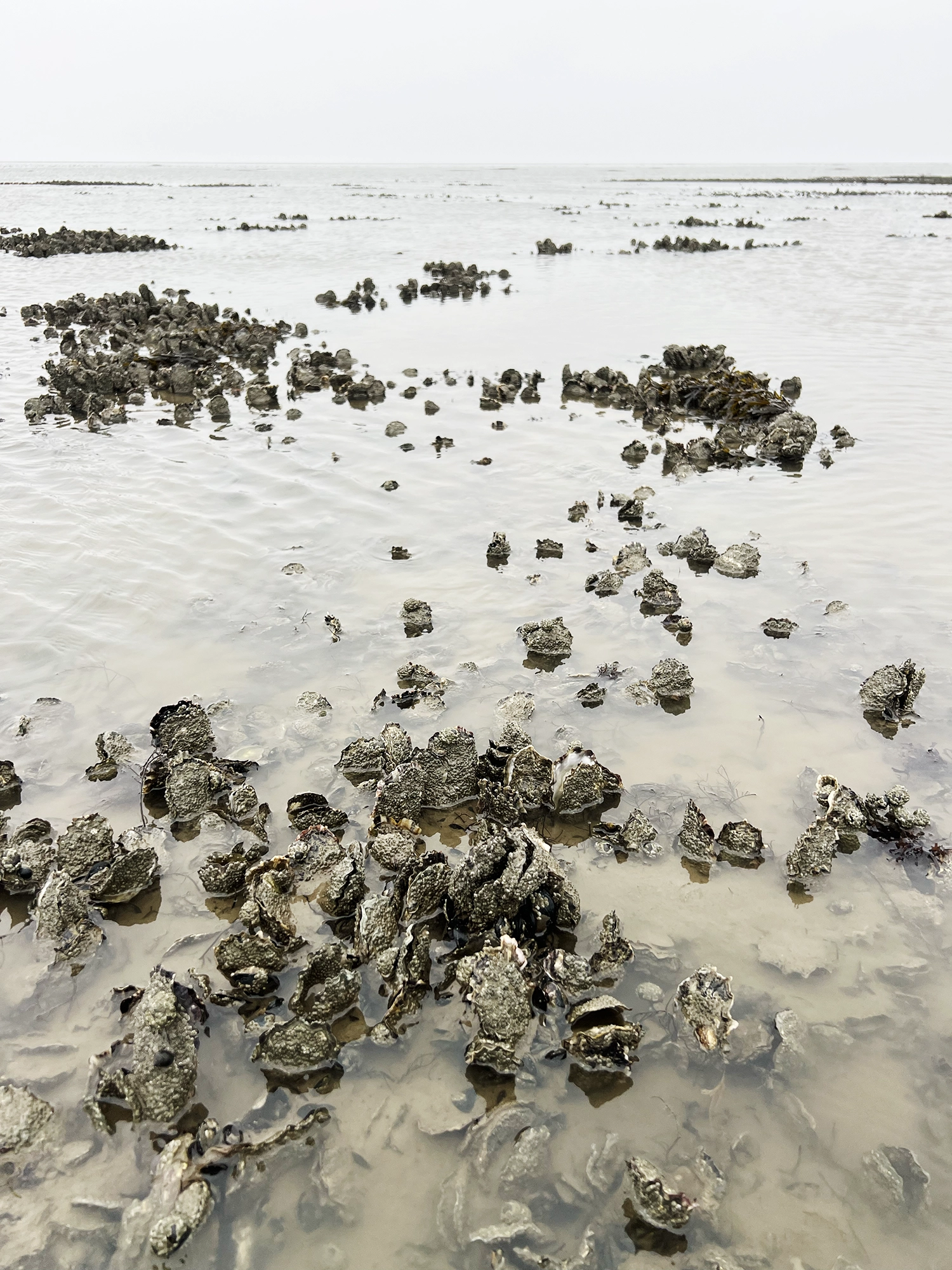 Denmark: Oyster Safari at the Wadden Sea