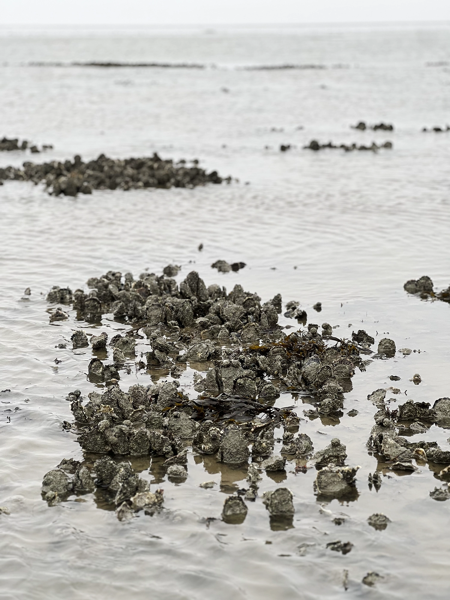 Denmark: Oyster Safari at the Wadden Sea