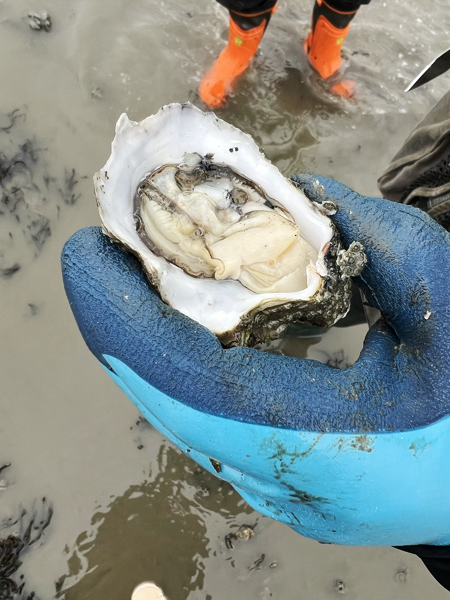 Denmark: Oyster Safari at the Wadden Sea