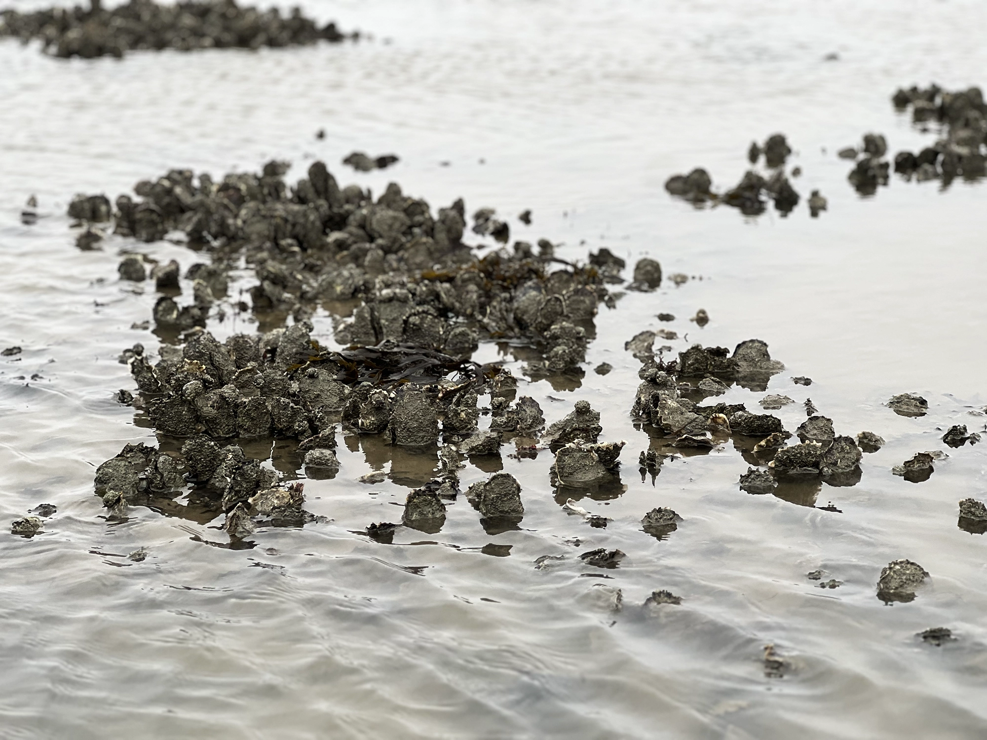 Denmark: Oyster Safari at the Wadden Sea