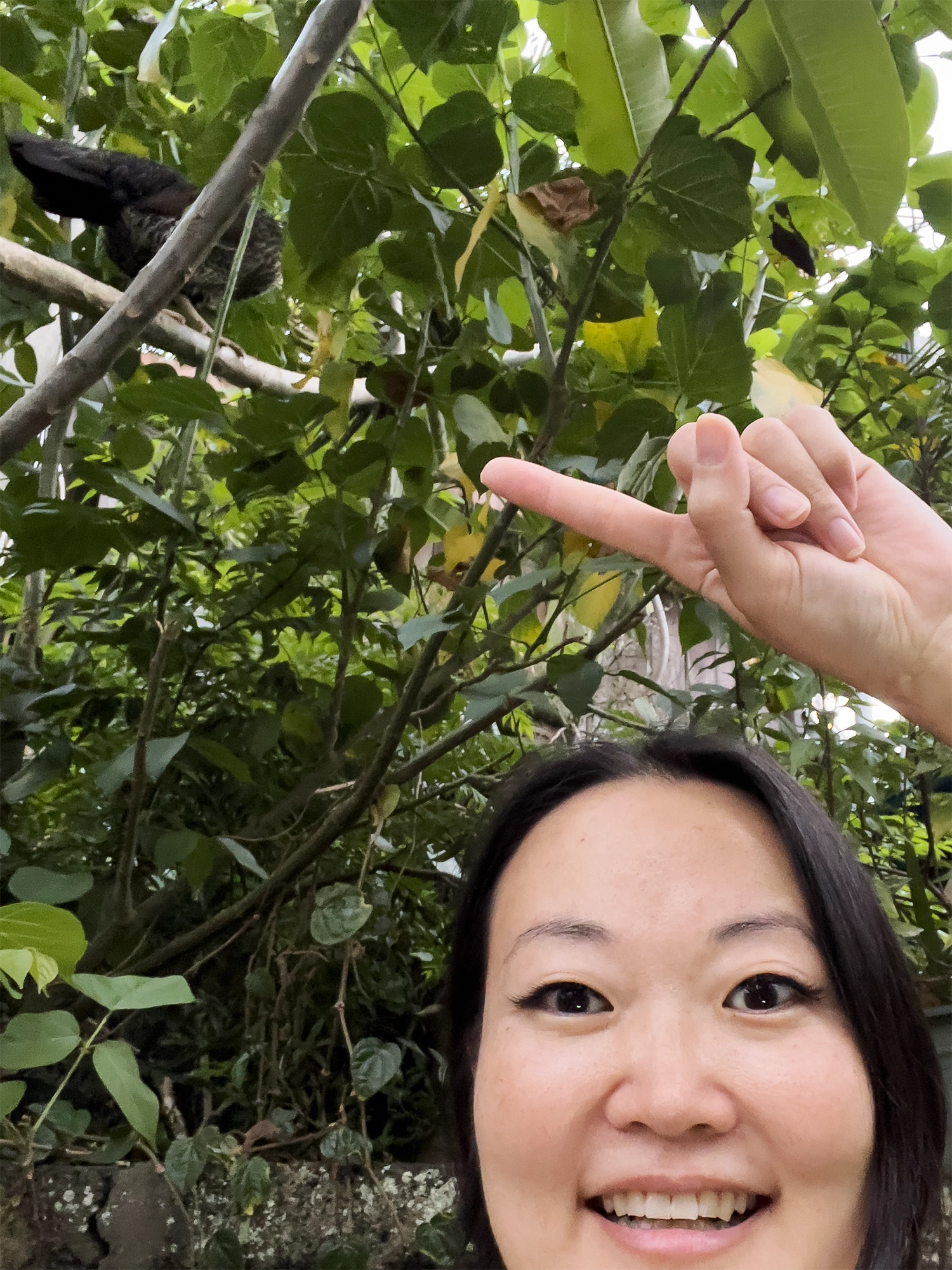 Ubud: Chicken in a tree