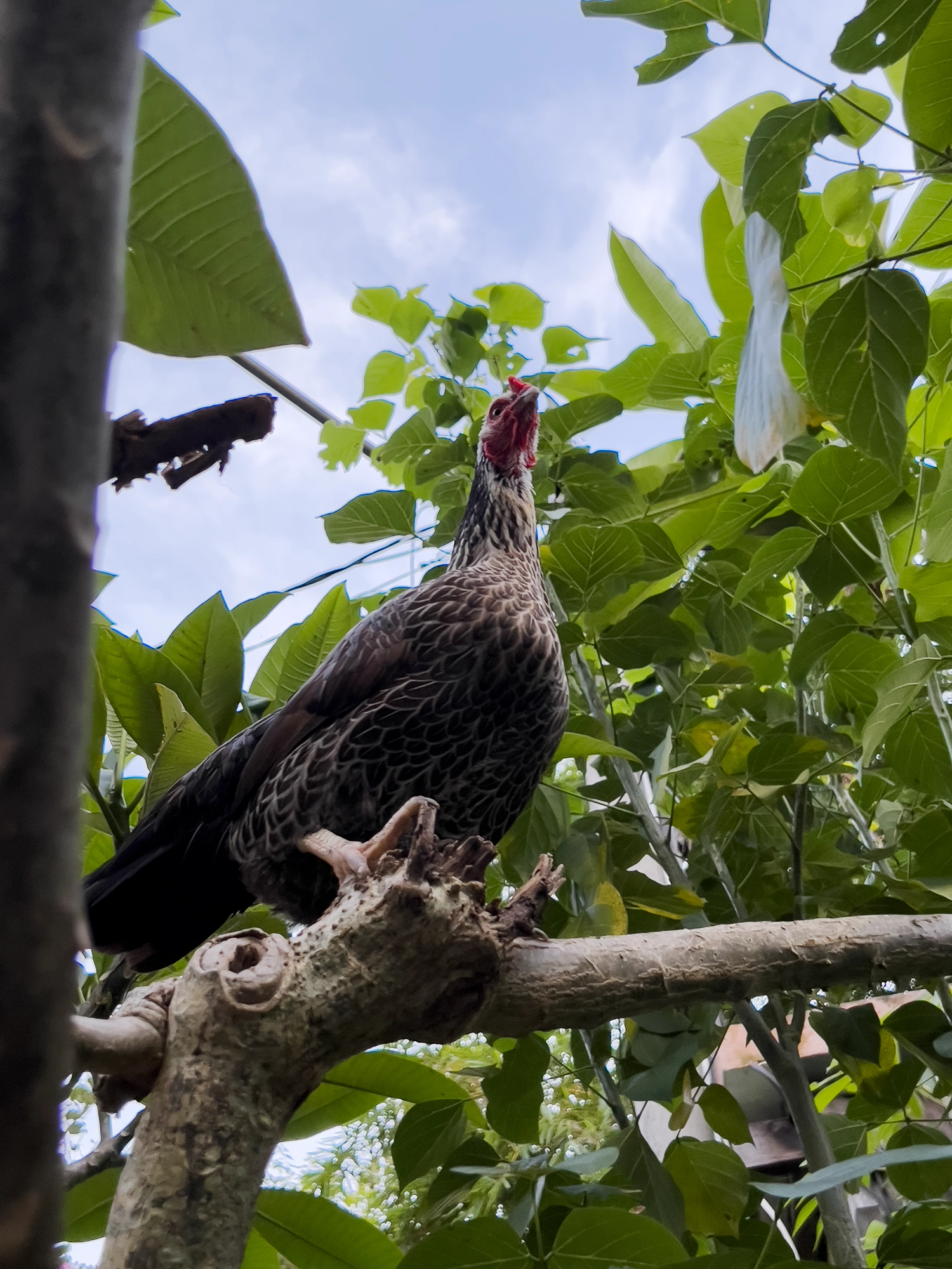 Ubud: Chicken in a tree