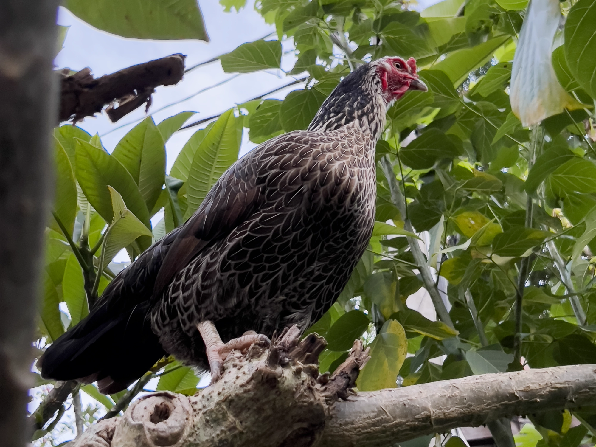 Ubud: Chicken in a tree