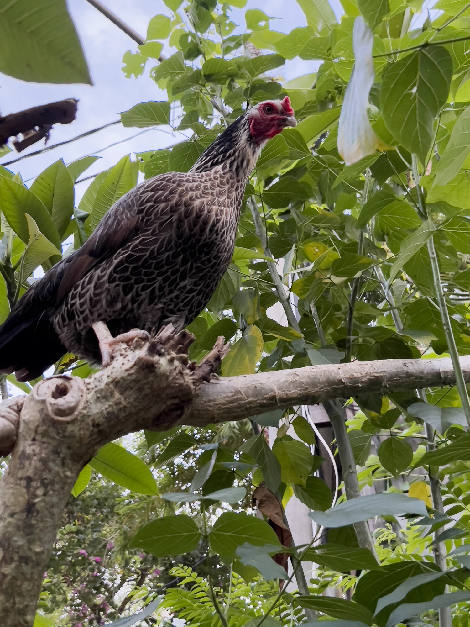 Ubud: Chicken in a tree