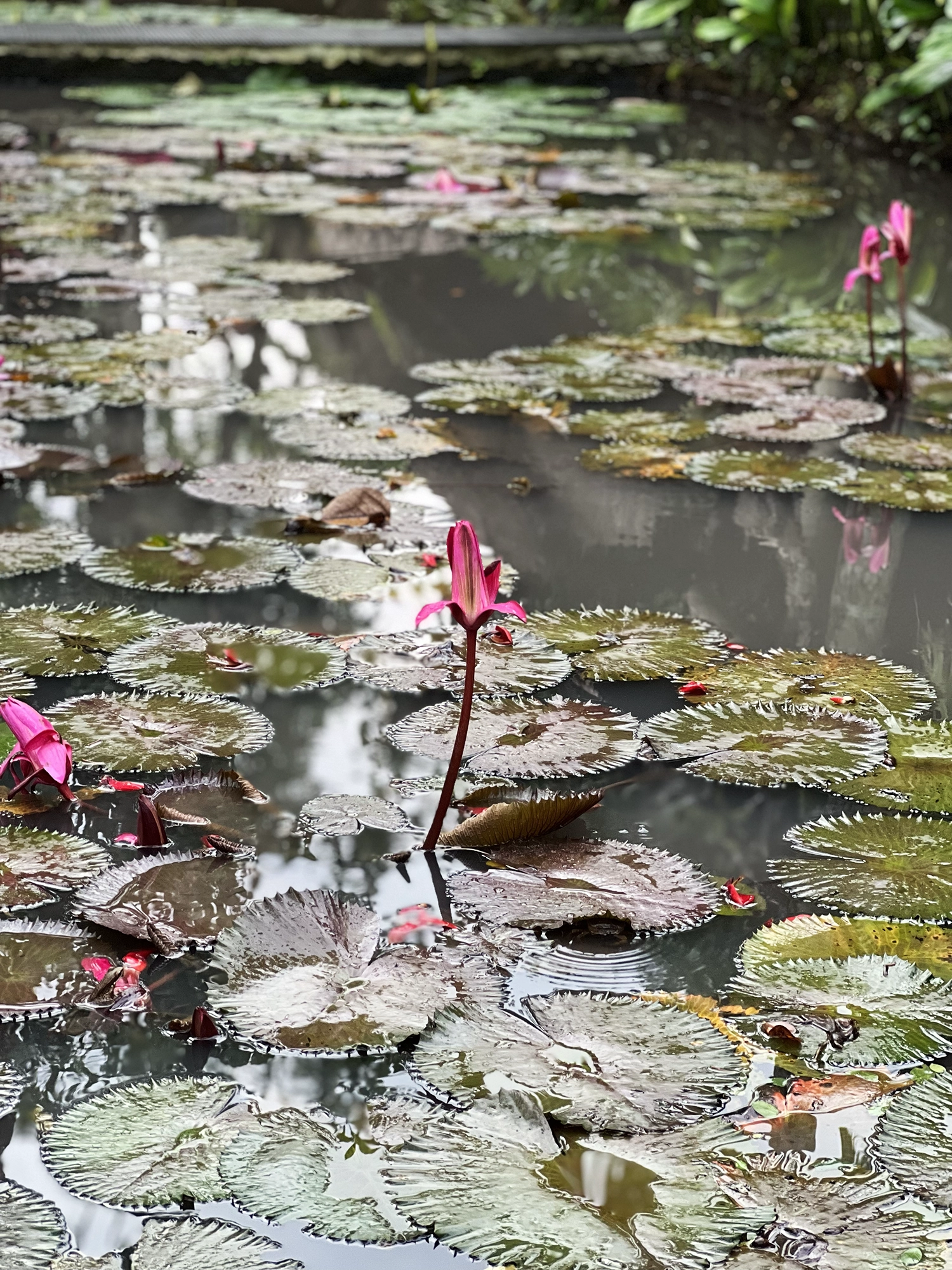 Ubud: Bebek Bengil - Crispy Duck and Beautiful Surroundings
