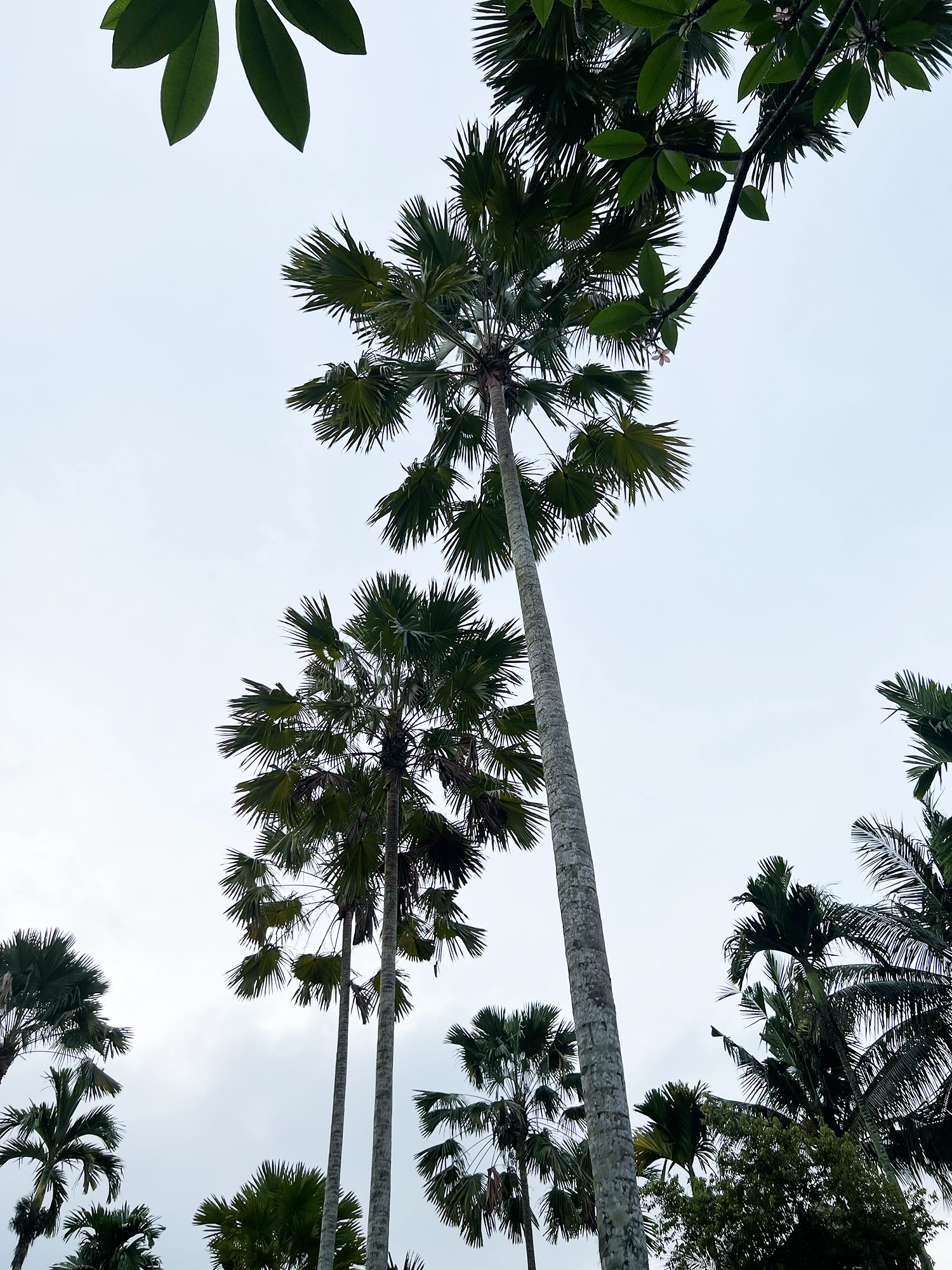 Ubud: Bebek Bengil - Crispy Duck and Beautiful Surroundings