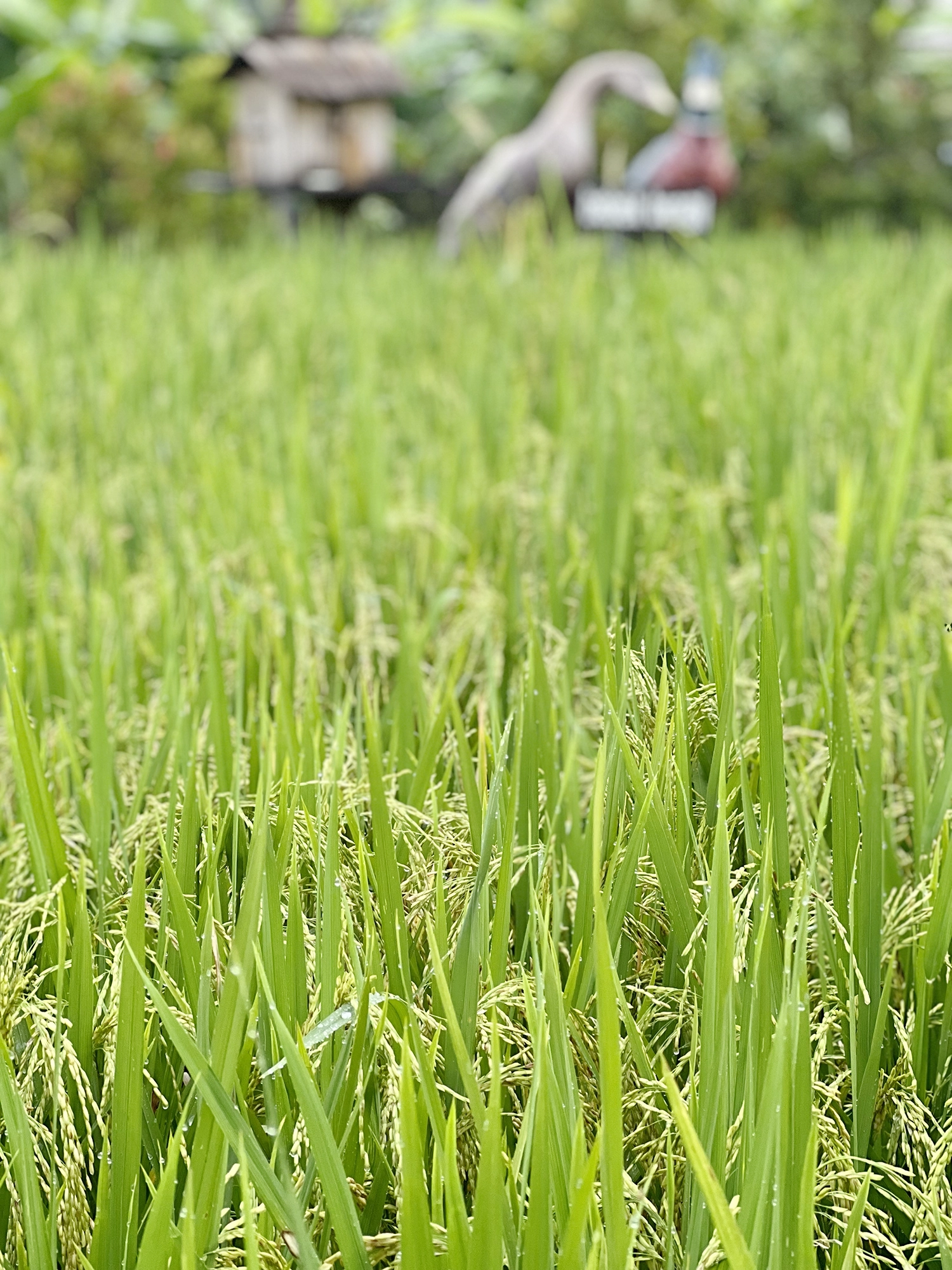 Ubud: Bebek Bengil - Crispy Duck and Beautiful Surroundings